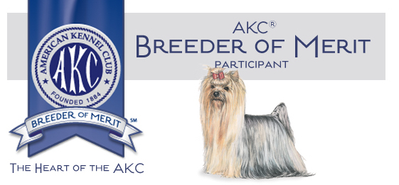 Kennel club yorkshire terrier breeders 2025