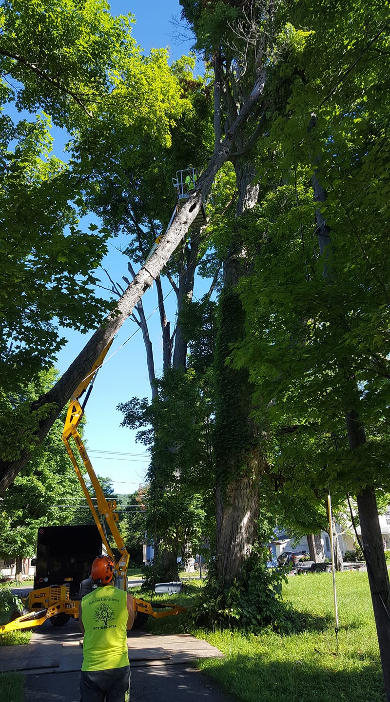 Cook's Tree Service Binghamton Ny