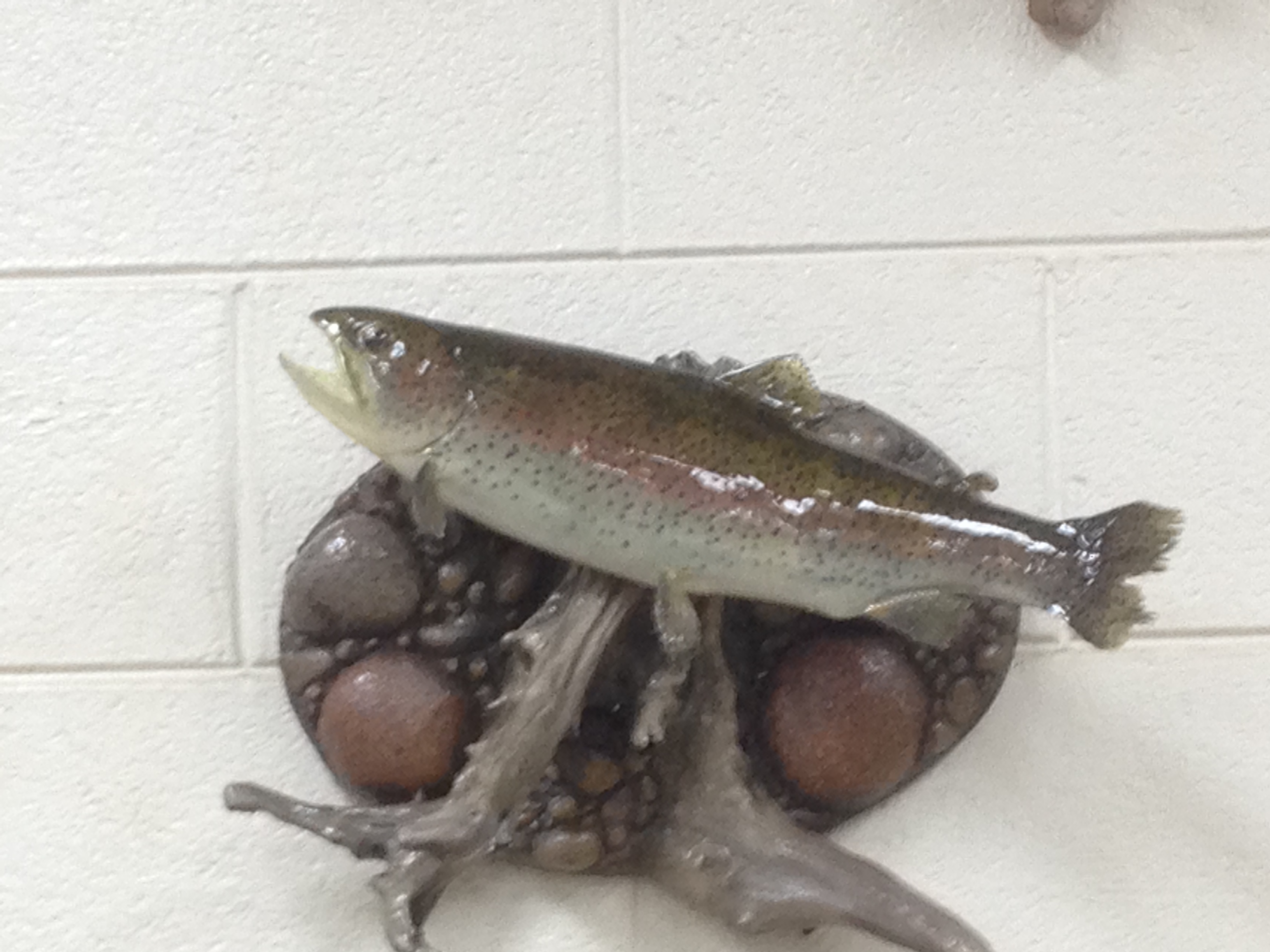 Fish Taxidermy  Gainan's Taxidermy LLC