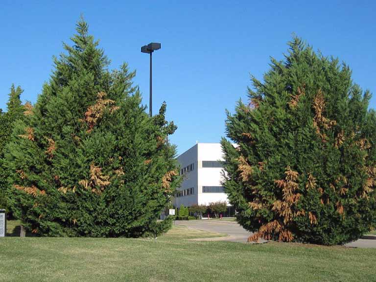 Leyland Cypress Trees: Common Diseases and Treatment Strategies