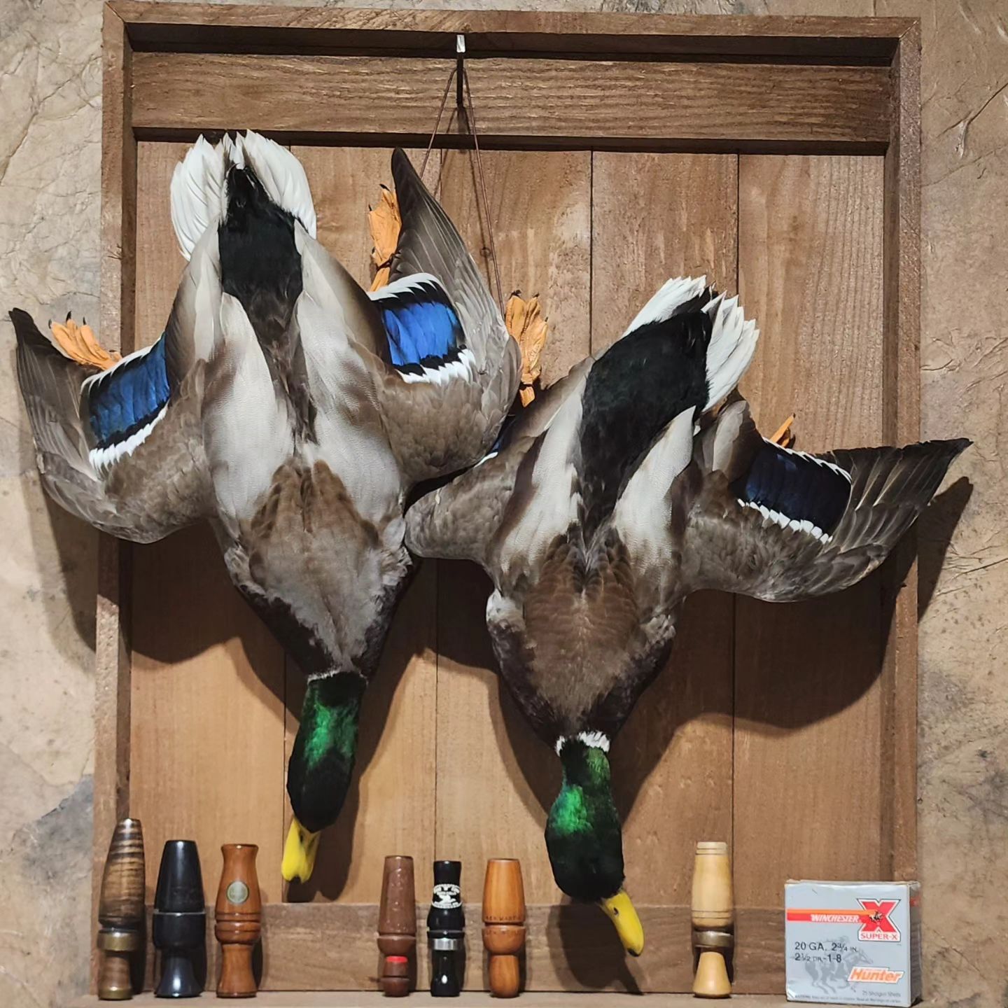 mallard duck mounts standing