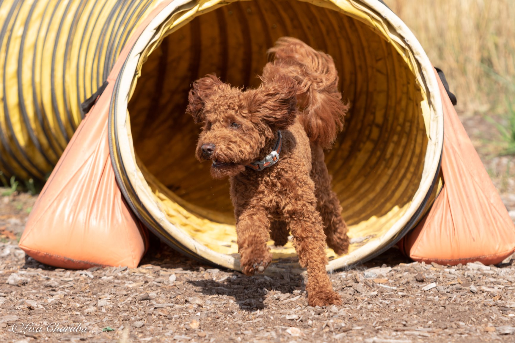 Indoor Activities for Herding Dogs