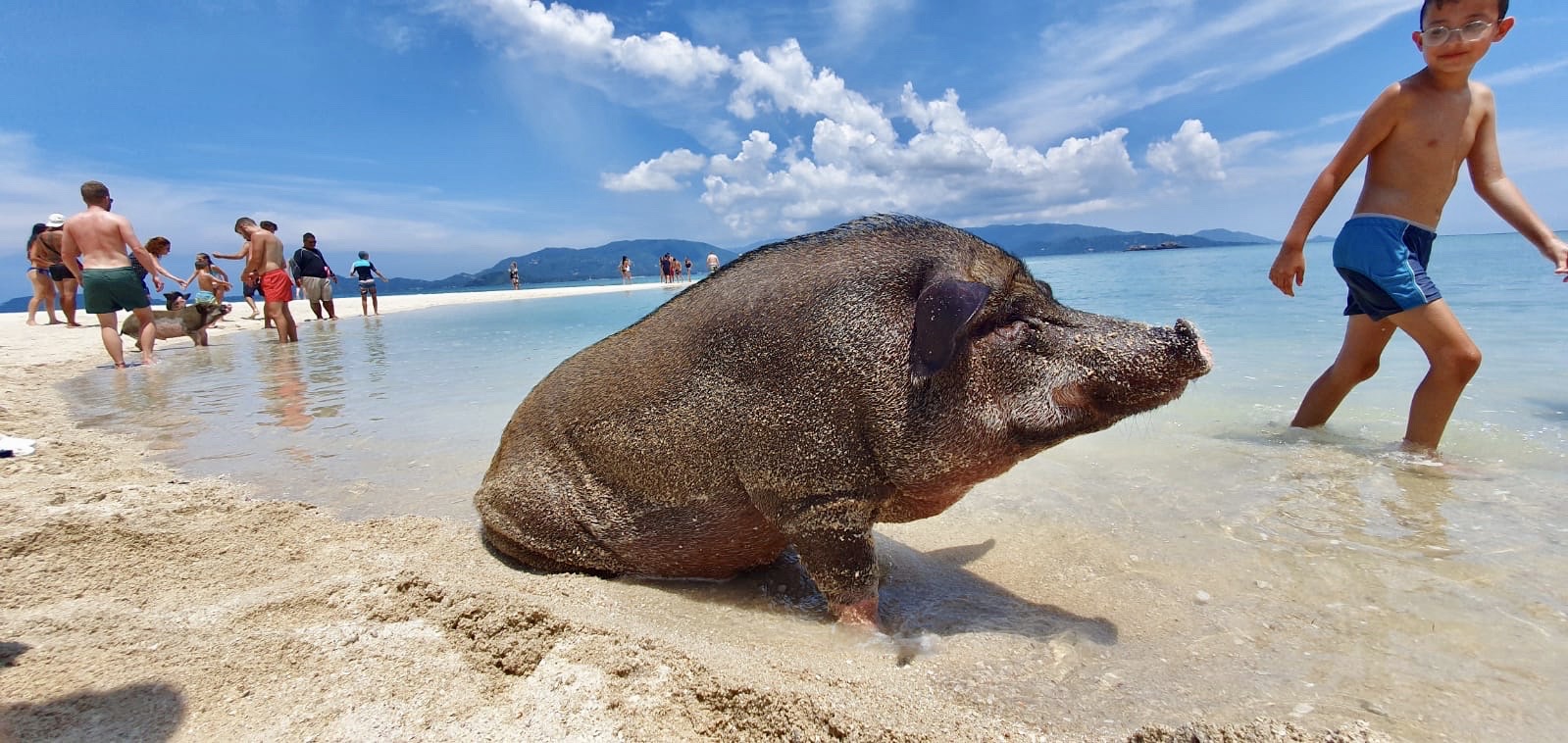 Pigs Island Exclusive