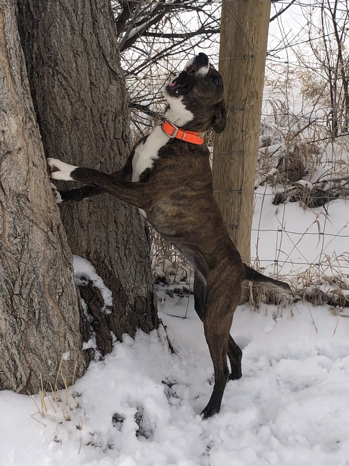 mountain cur for sale near me