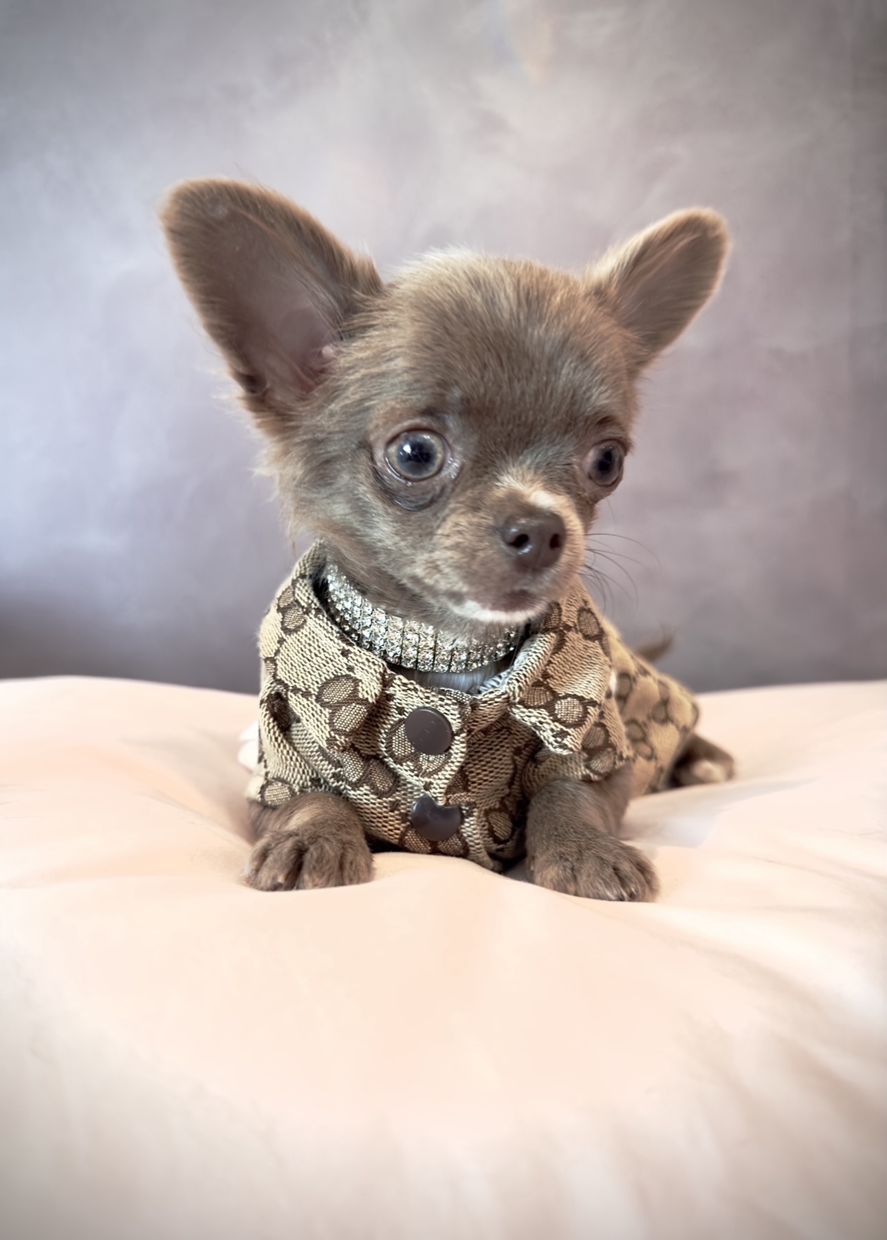 teacup chihuahua in a purse  Teacup chihuahua, Chihuahua puppies, Teacup chihuahua  puppies