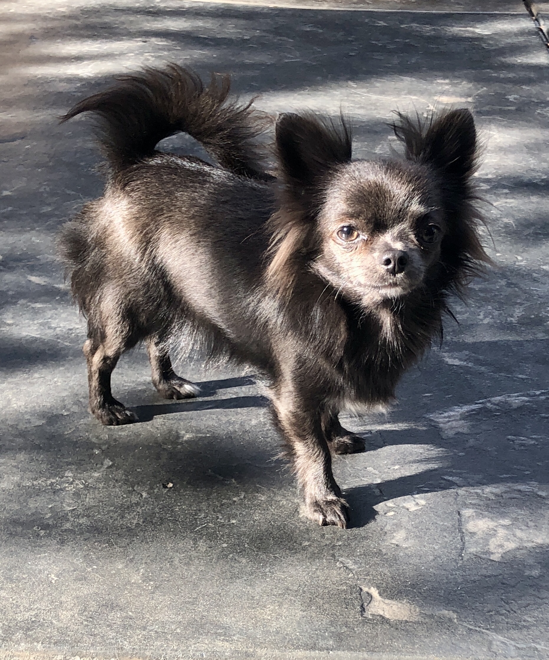 Black long haired deals apple head chihuahua