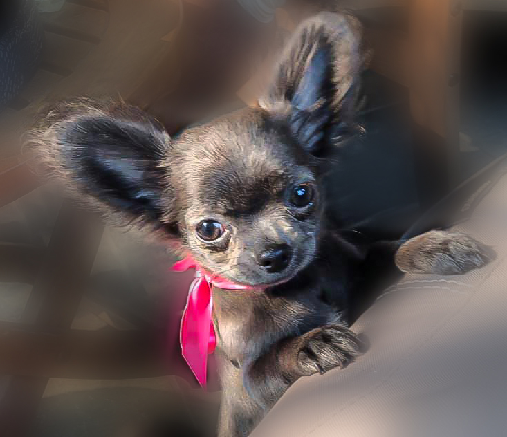 Baby Chihuahua