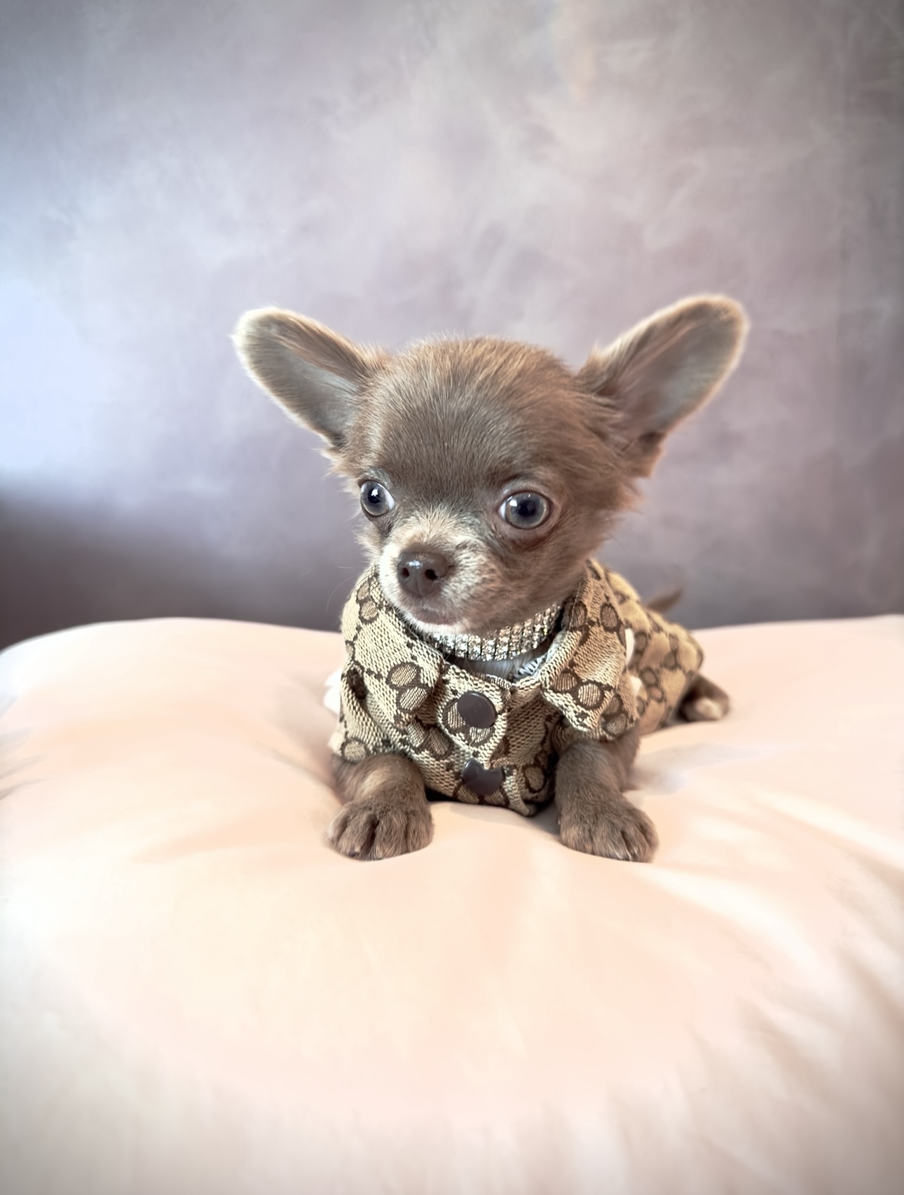 Nice Louis Vuitton  Teacup chihuahua puppies, Chihuahua puppies