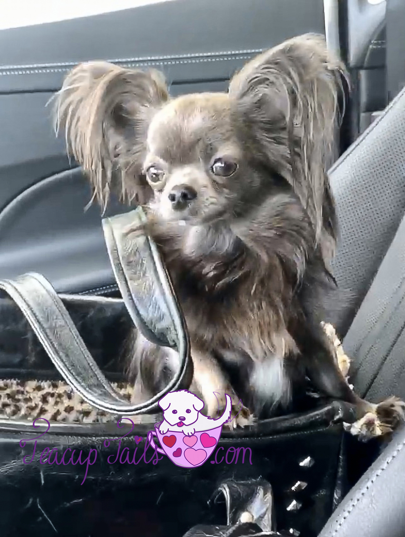 teacup chihuahua in a purse  Teacup chihuahua, Chihuahua puppies, Teacup chihuahua  puppies