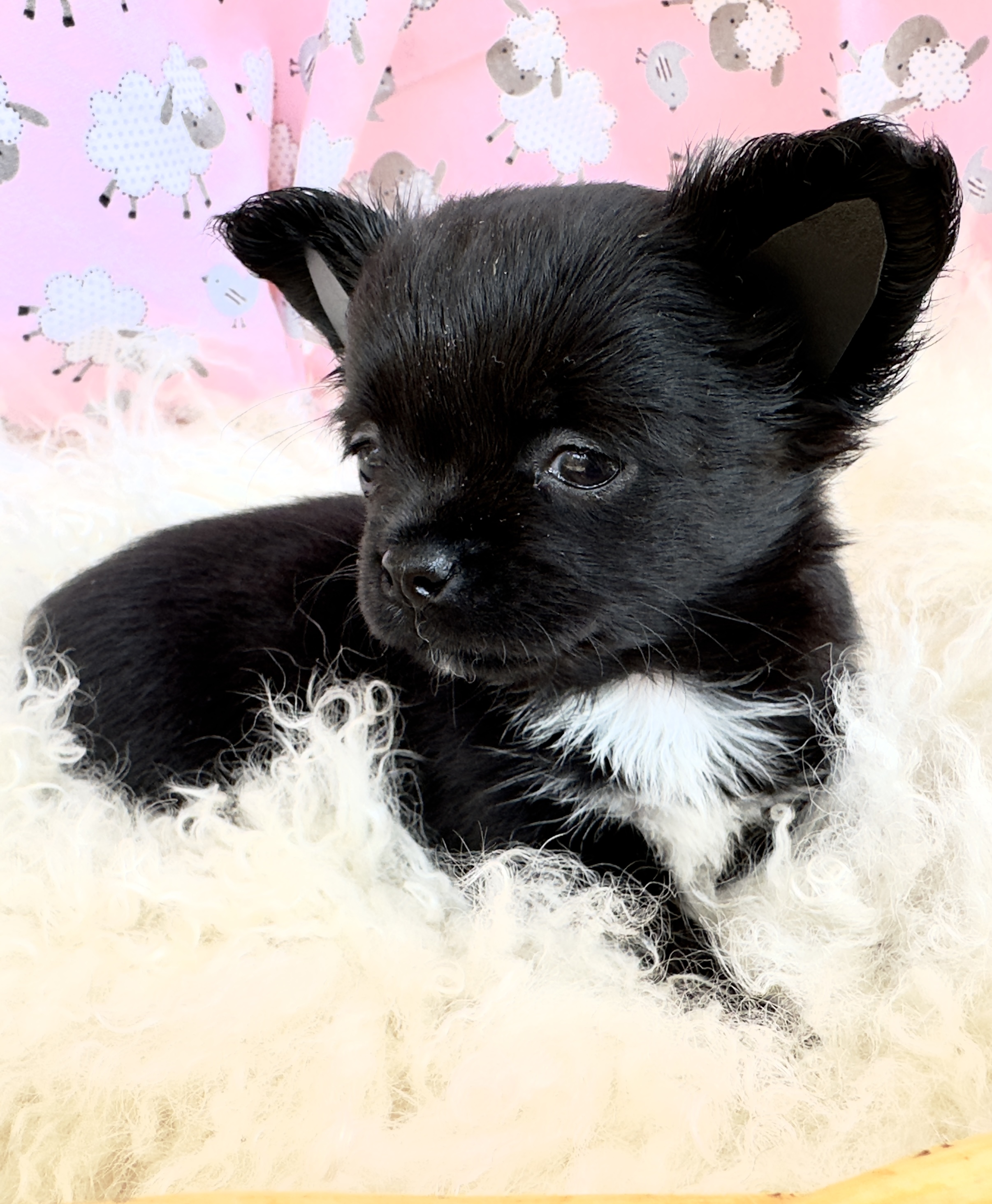 black teacup chihuahuas