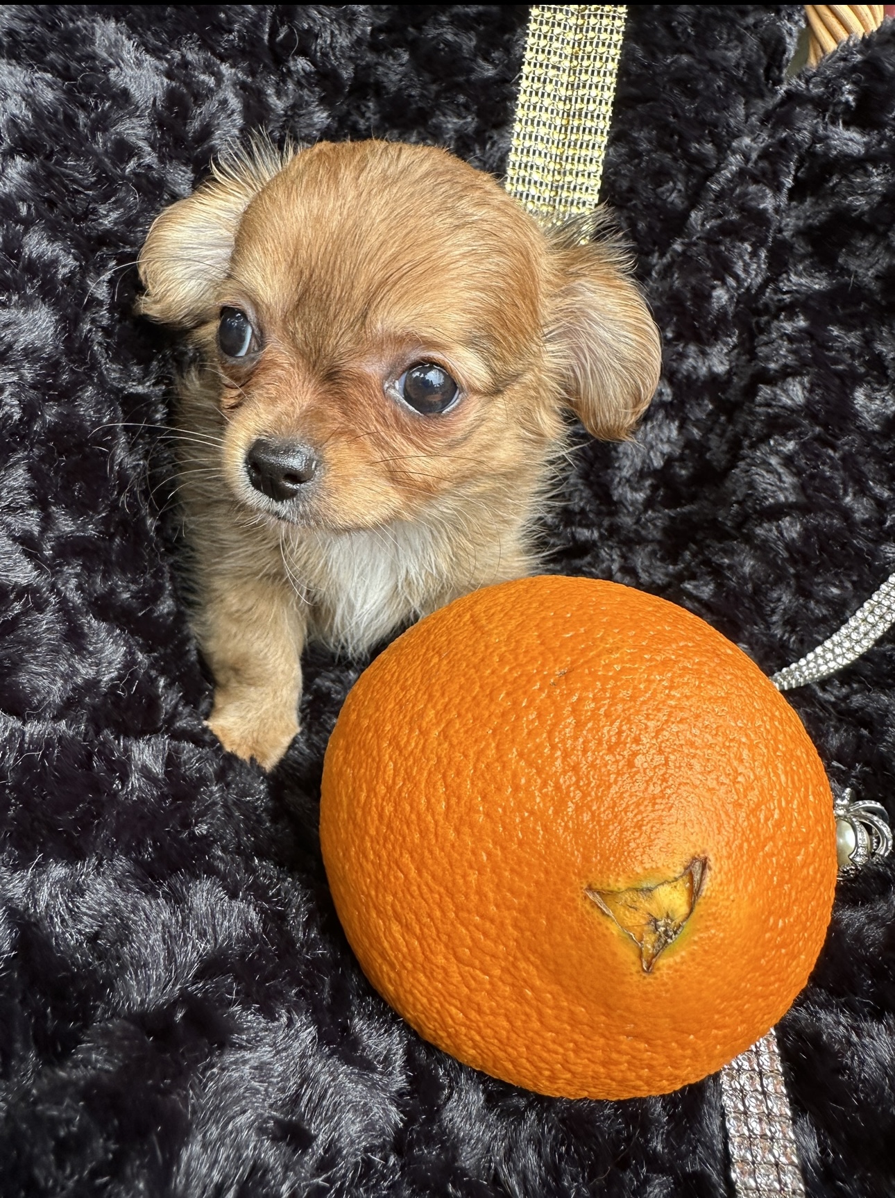 newborn teacup chihuahuas