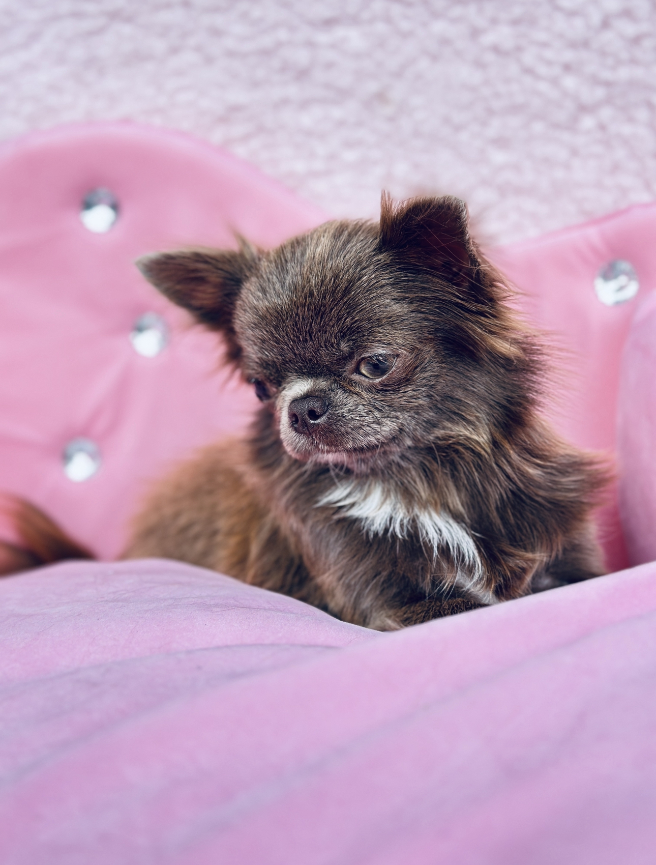 [Letter3 5] Micro Teacup Chihuahua For Sale In North Carolina Terms Of Use Terms Of Use - ewu04fb