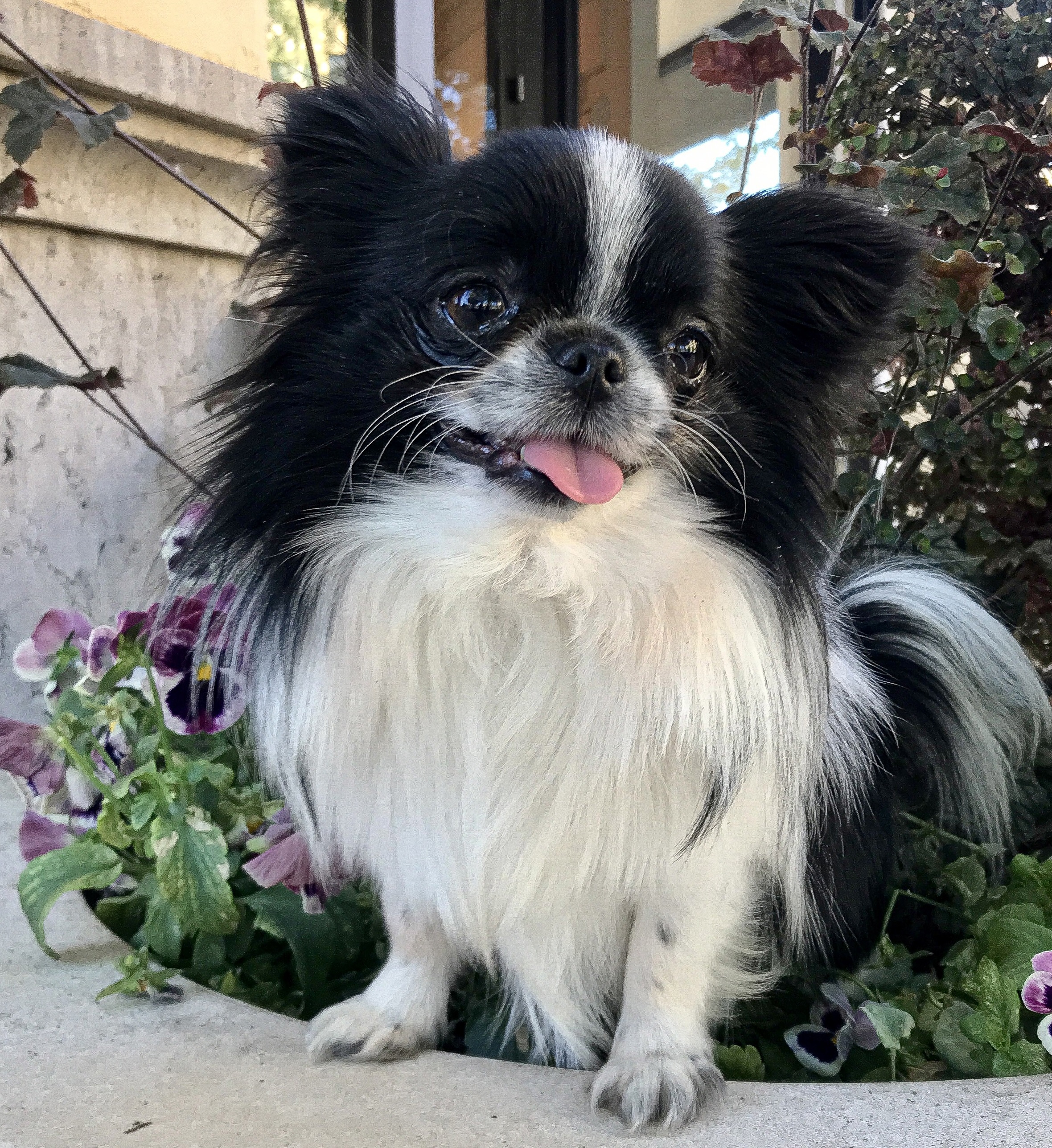 full grown teacup chiwawa puppies