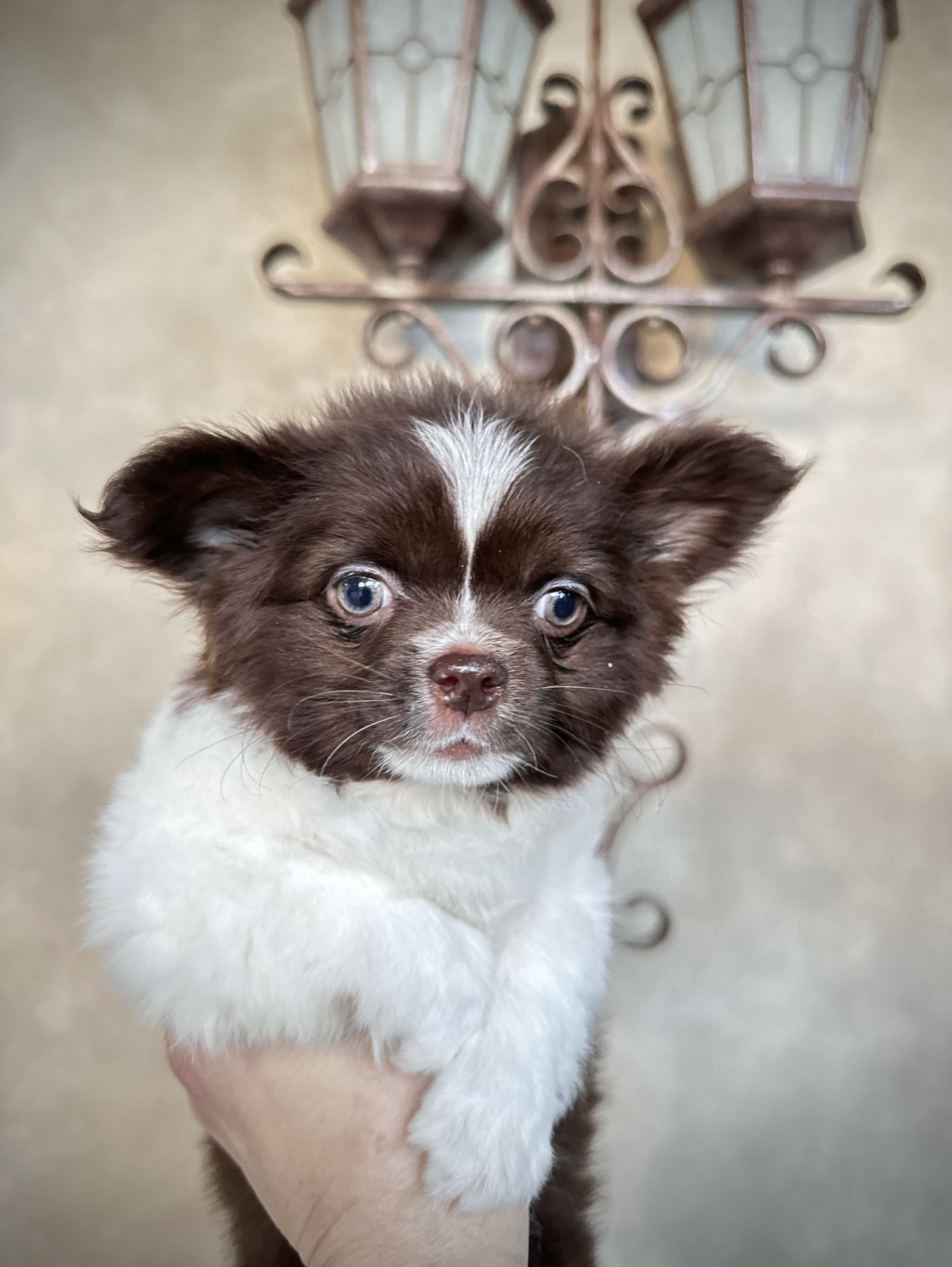 Micro tiny chihuahua puppies for sale 2025