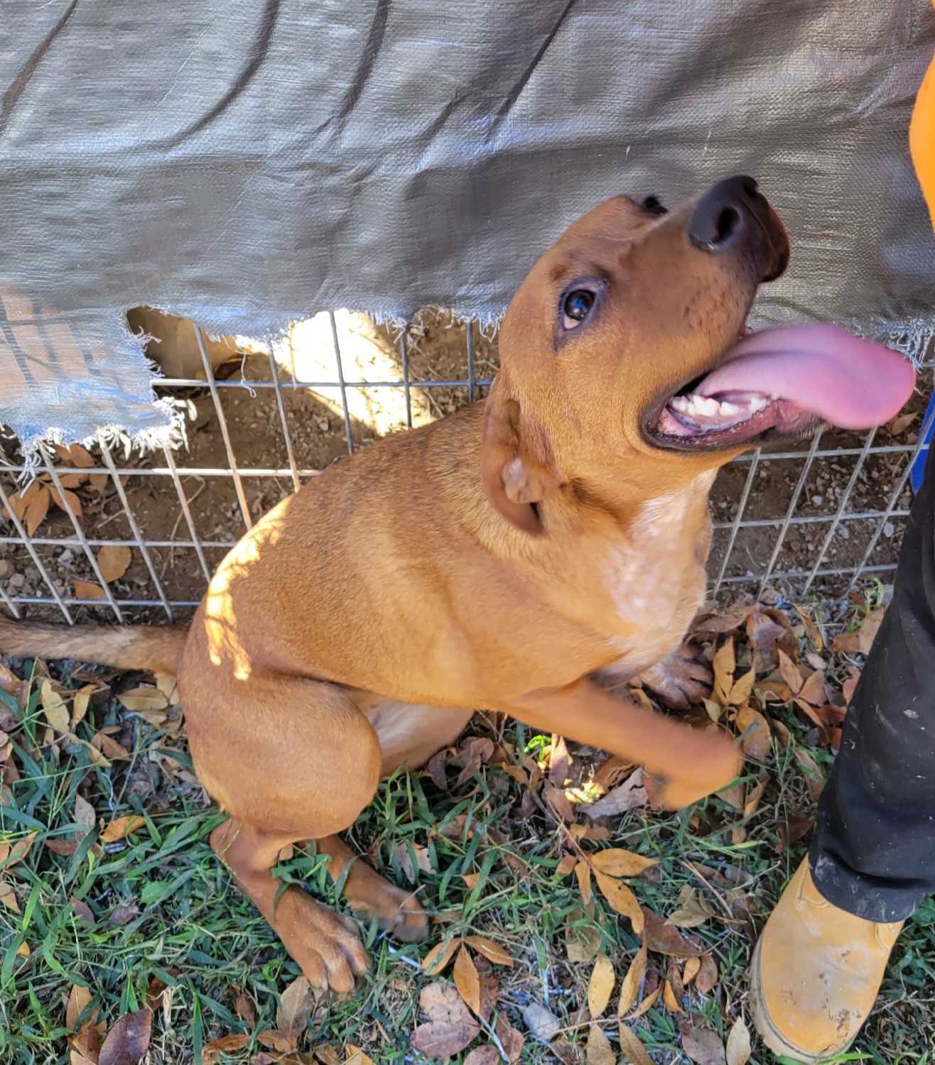 puppy won't stop barking in crate reddit