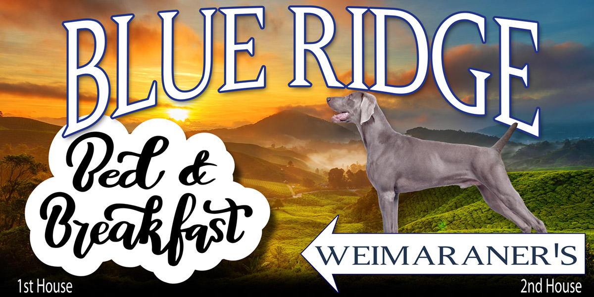 Blue piebald weimaraner sales for sale