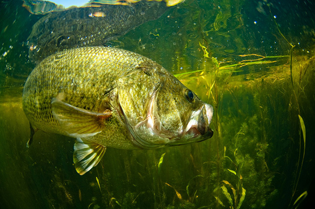 3 weeks ago I rediscovered fishing and was told this would become a pricey  hobby each new setup gets tougher on the wallet! (Abu Garcia combo, Daiwa  Tatula 100 on Ugly Stik