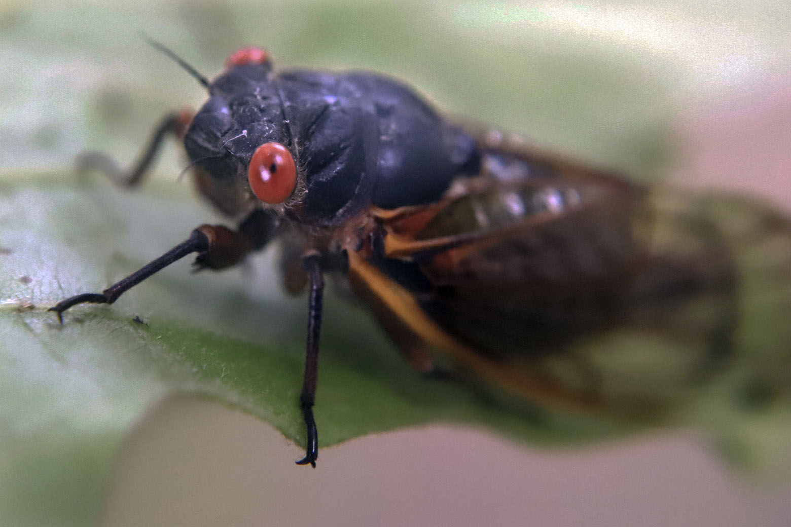 Hooking Up with Cicadas