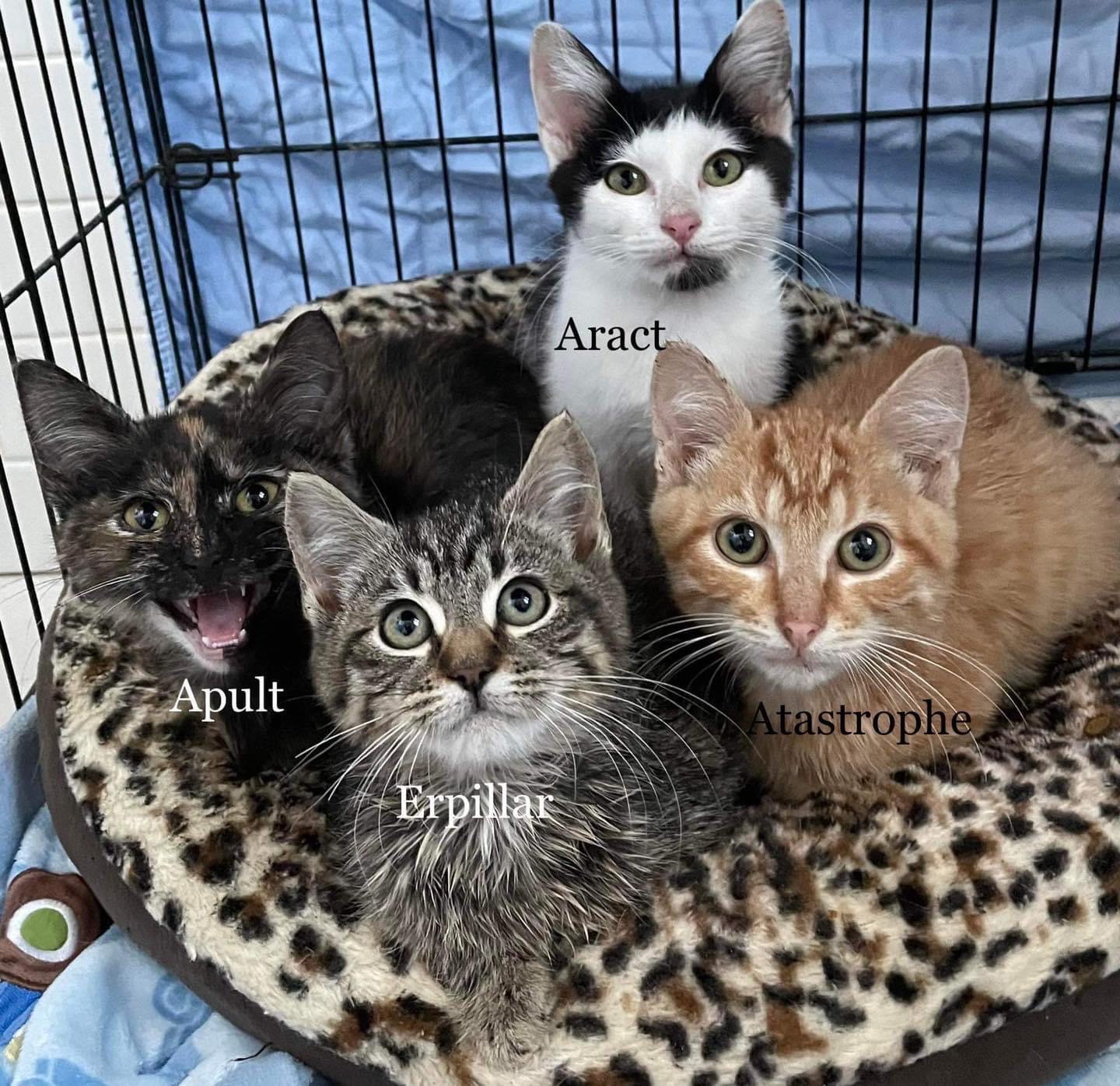 Mission Meow Cat Adoptions  Kitten Adoptions Near Me - Serving