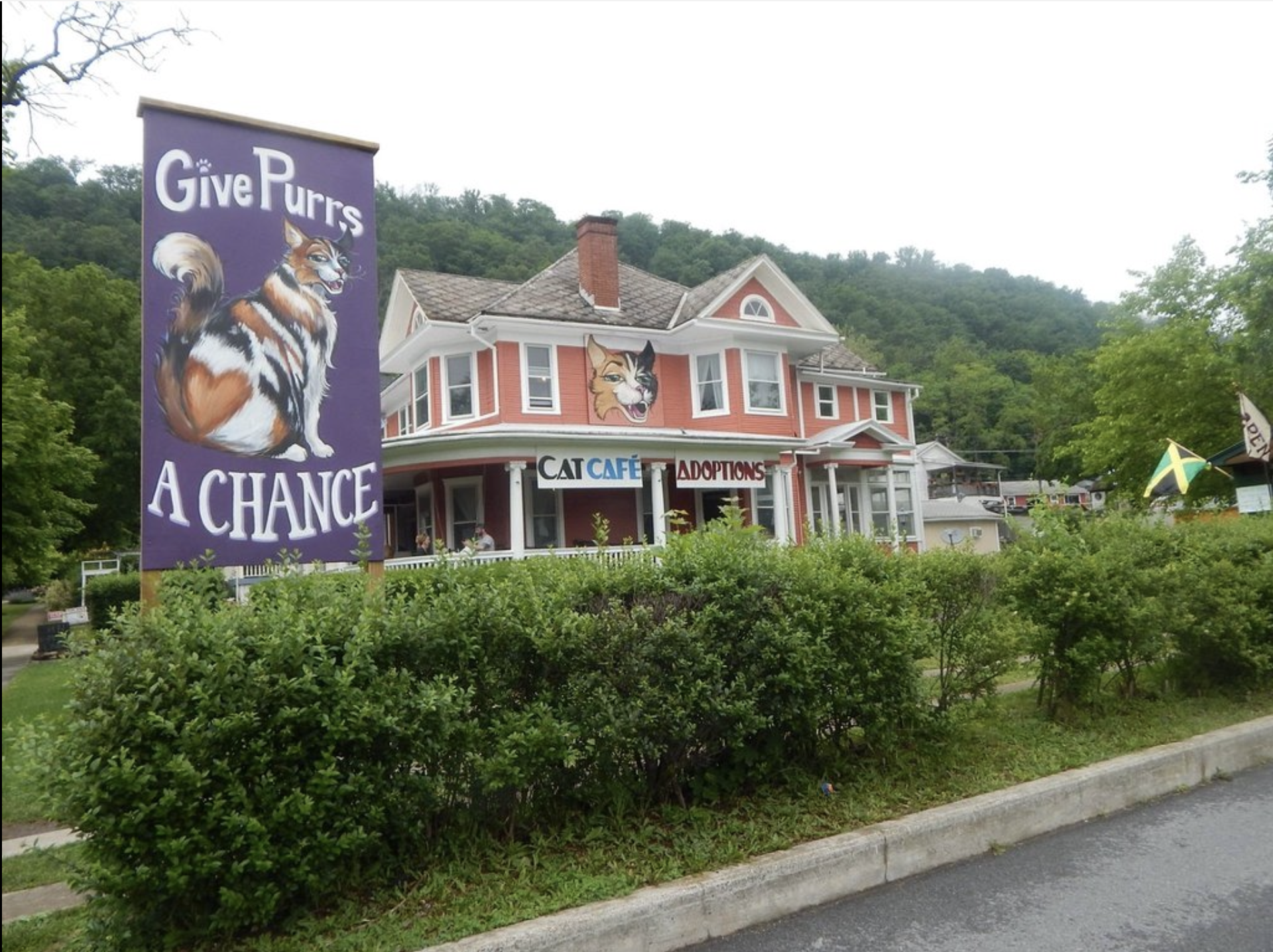 Give Purrs A Chance | Cat Adoptions | Cat Cafe