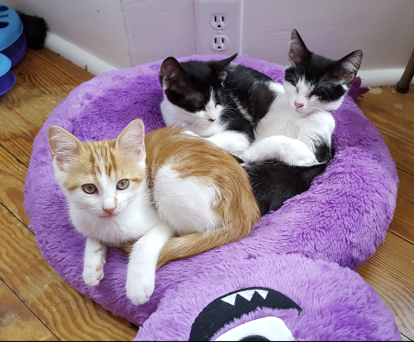 Vermont cat cafe owner destroys her own store to save kittens 