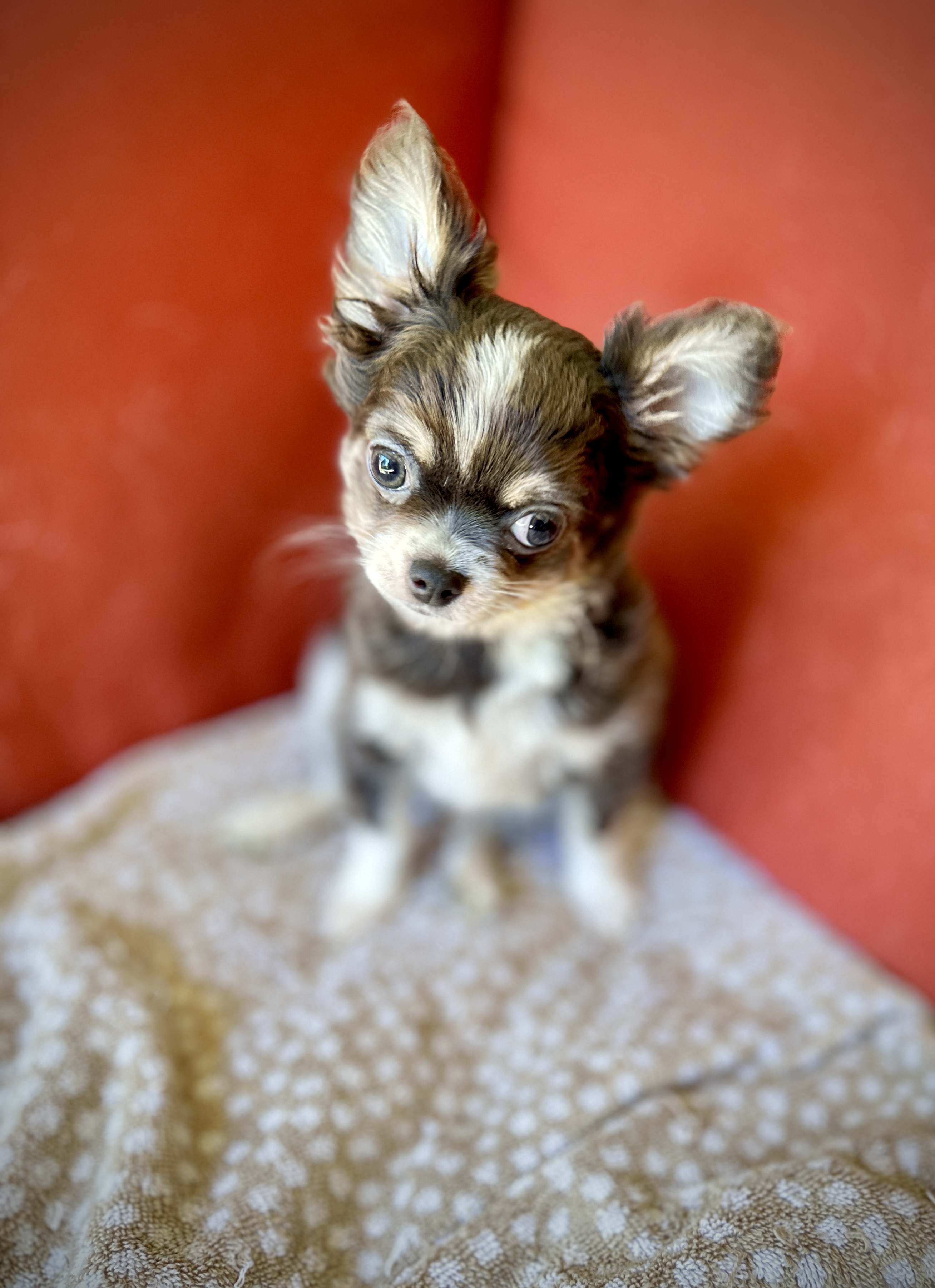 AVAILABLE Teacup Chihuahua Puppies directly from Breeder at www.TeacupTails