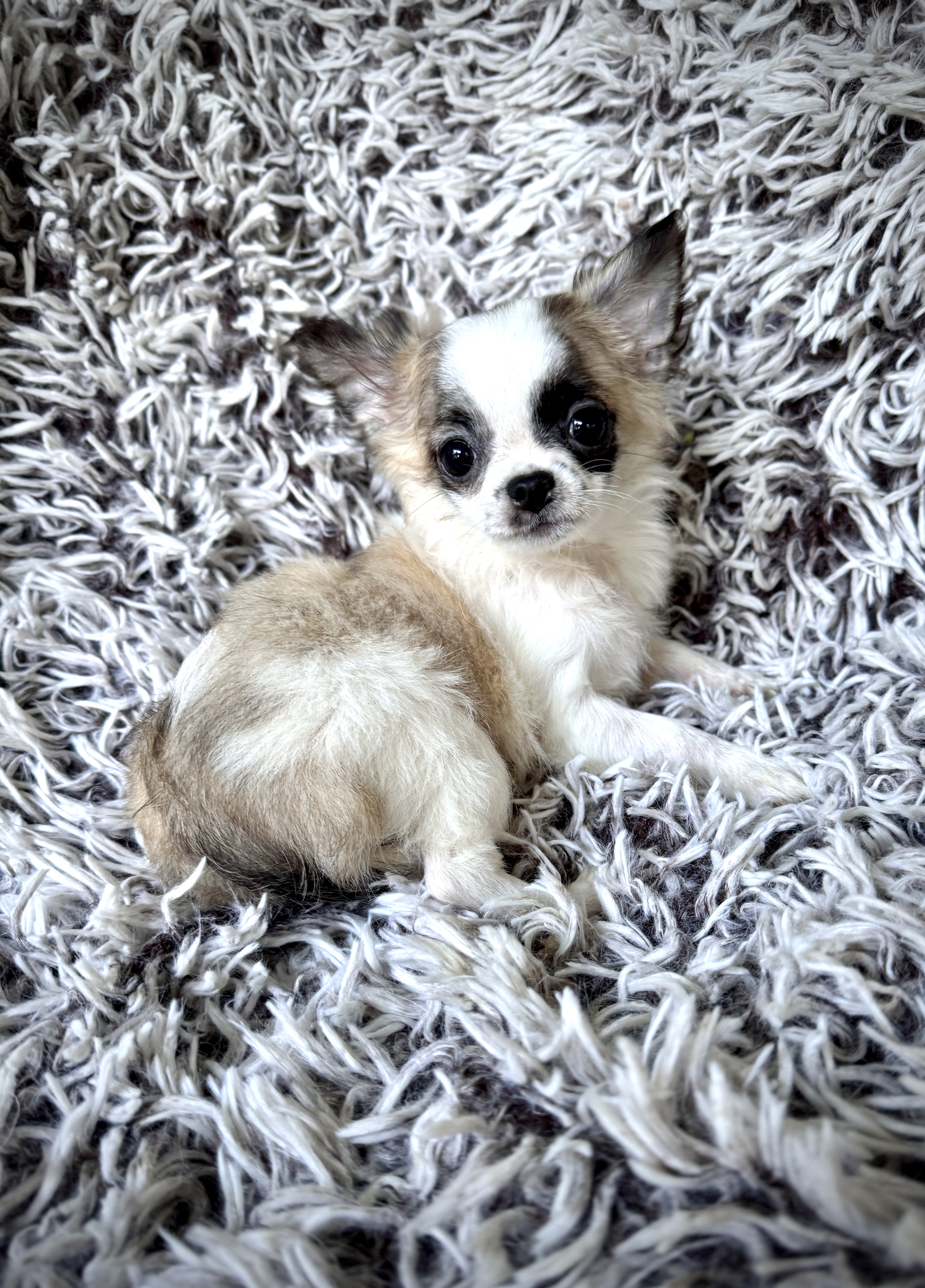Micro long haired chihuahua discount