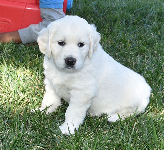 Golden Retriever White