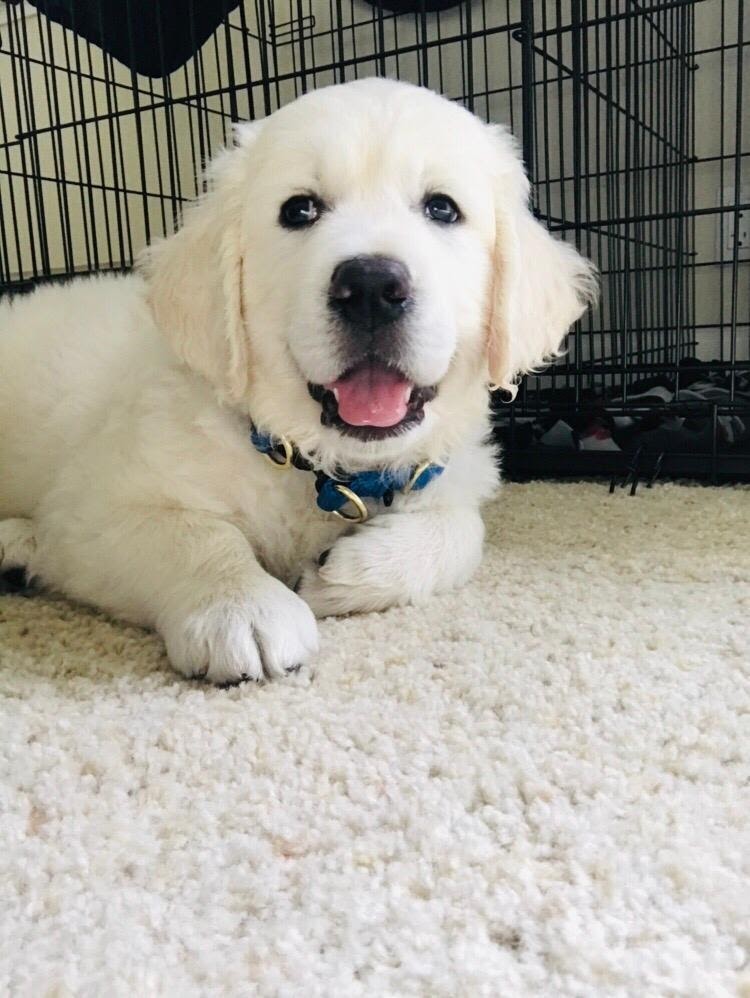 Classic Heritage Golden Retrievers  english cream golden retriever puppies  for sale