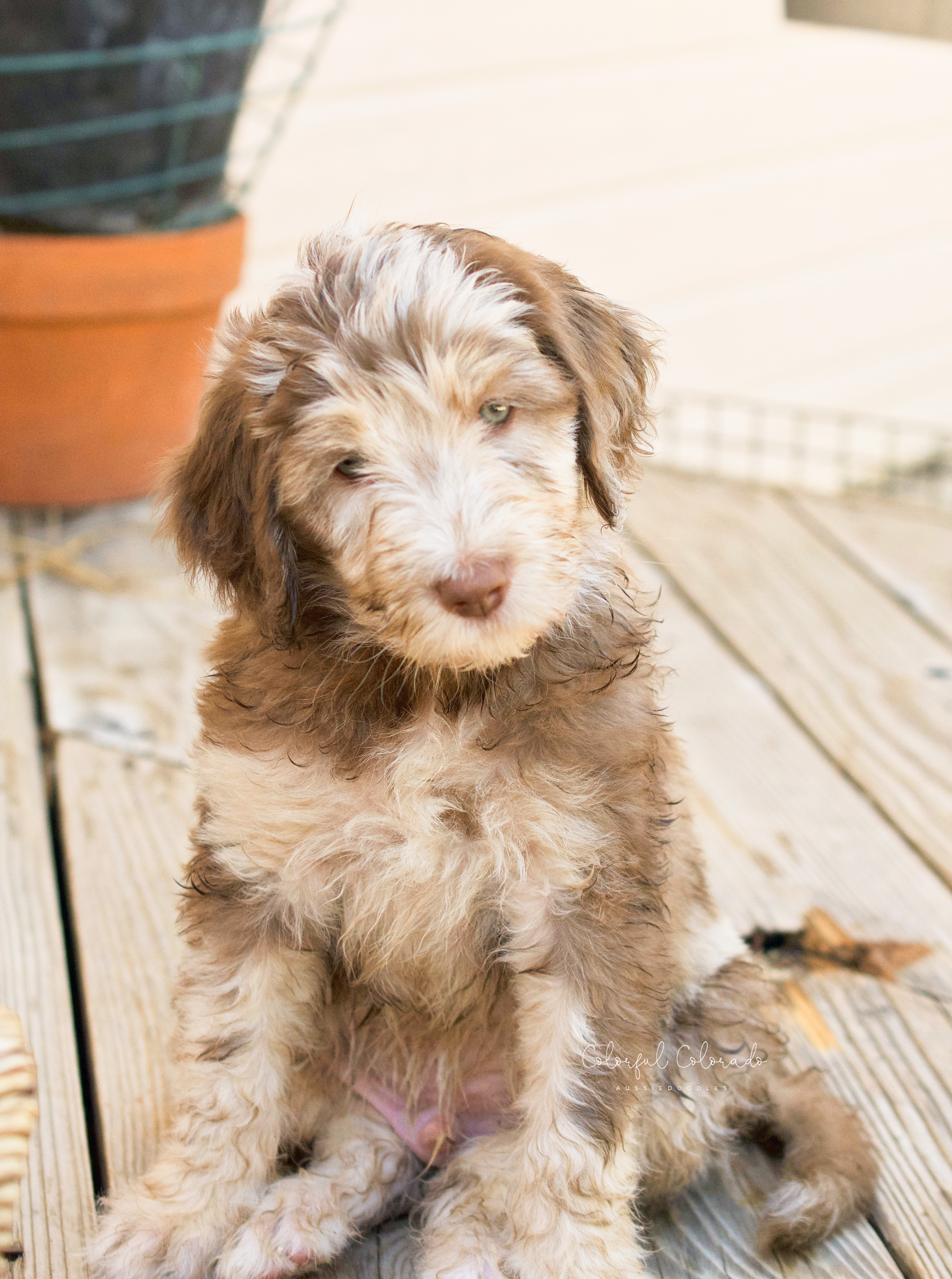 Chocolate deals merle aussiedoodle