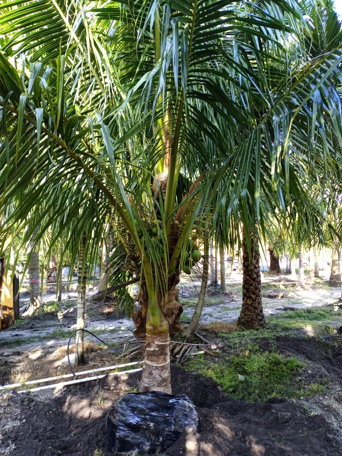 corn plant dracaena fragrans massangeana Corn Plant - Dracaena fragrans Massangeana main image 0
