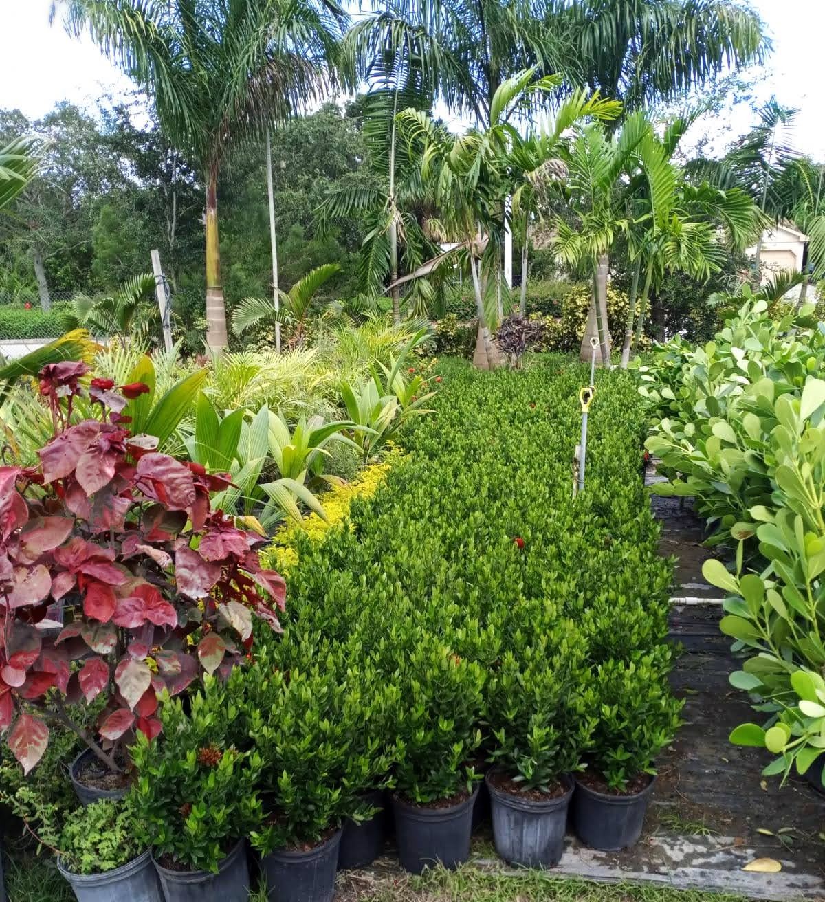 Palm Tree Nursery In Port Saint Lucie