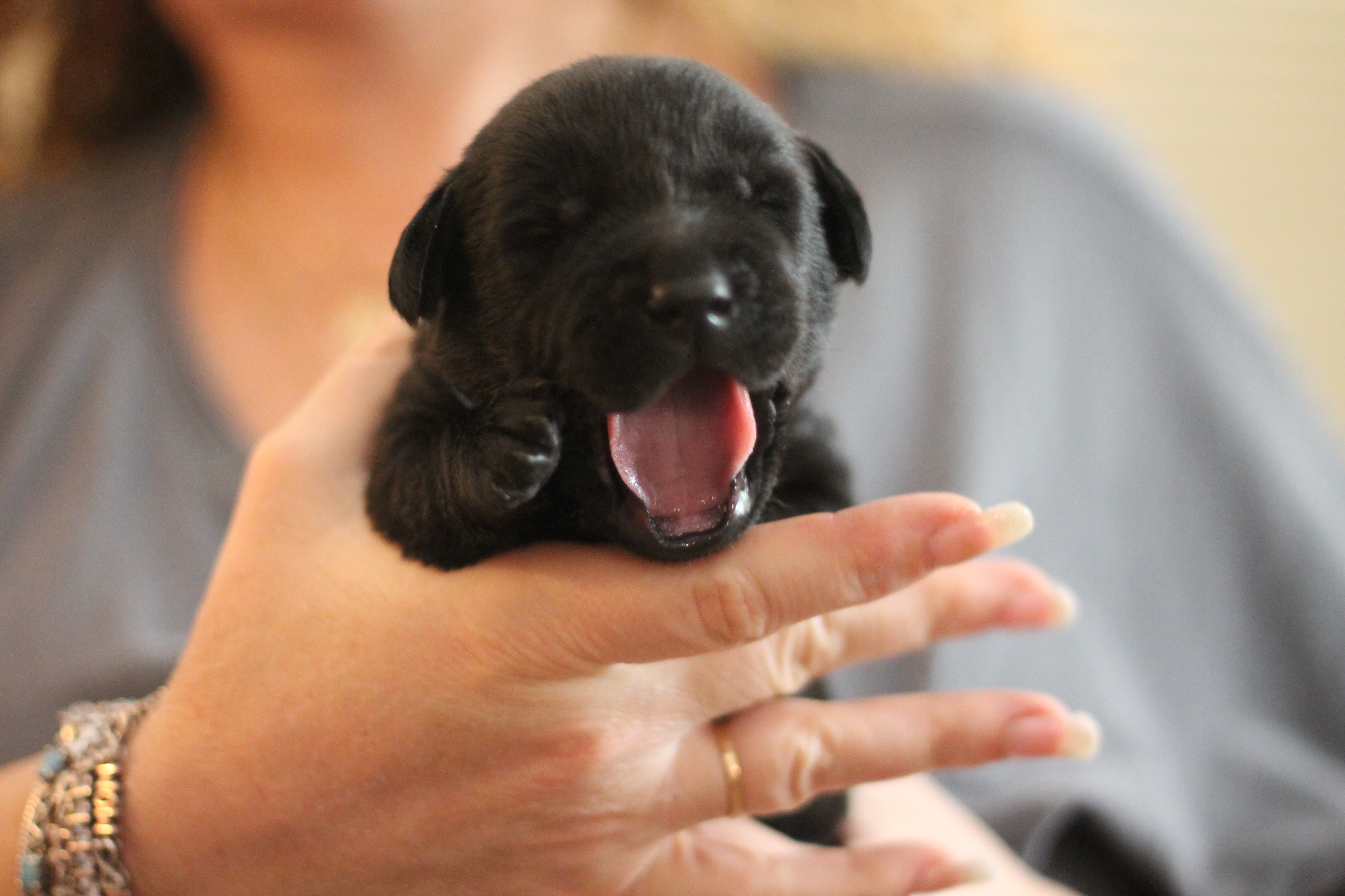 Newborn black 2025 labrador puppies