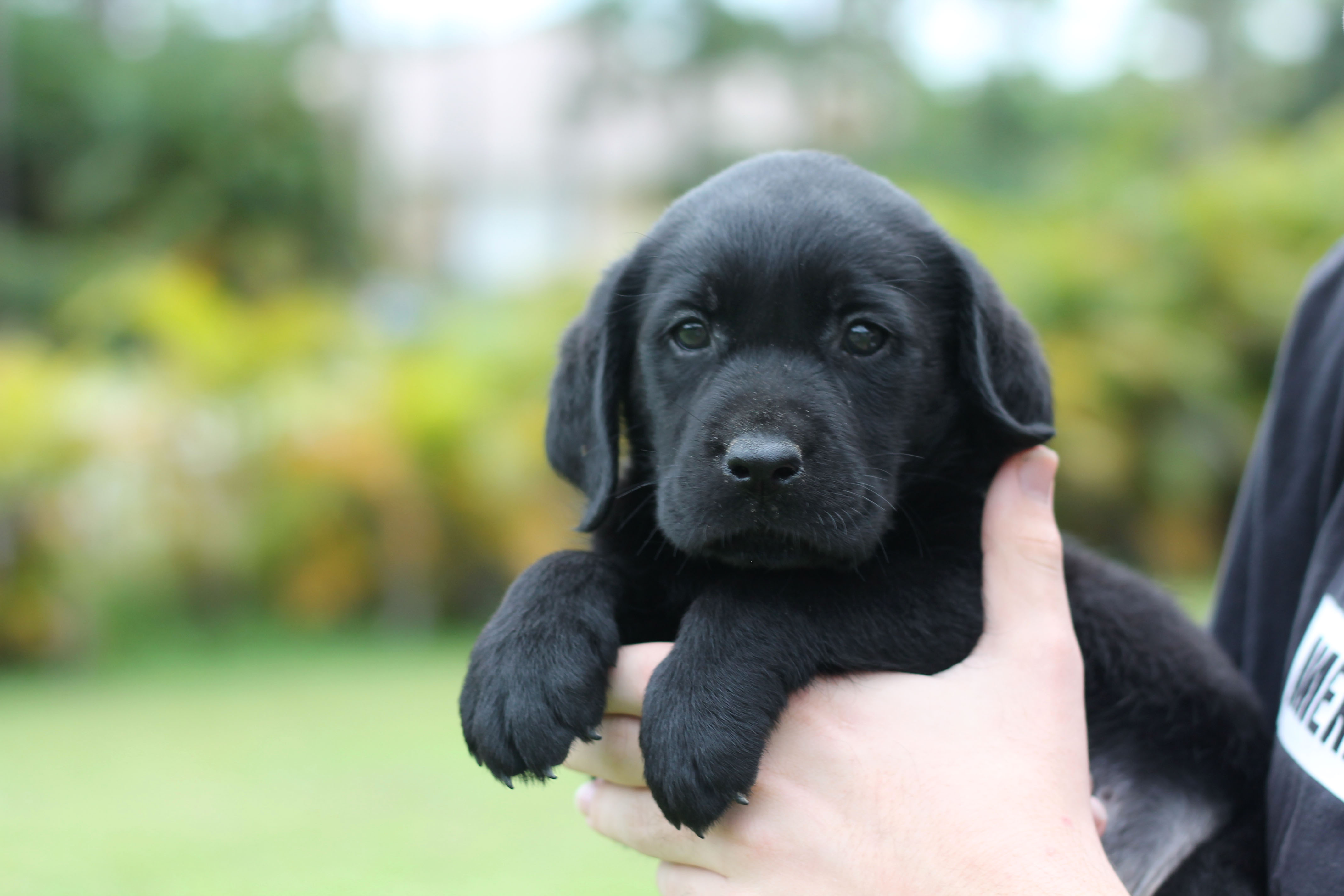 pictures of black lab puppies