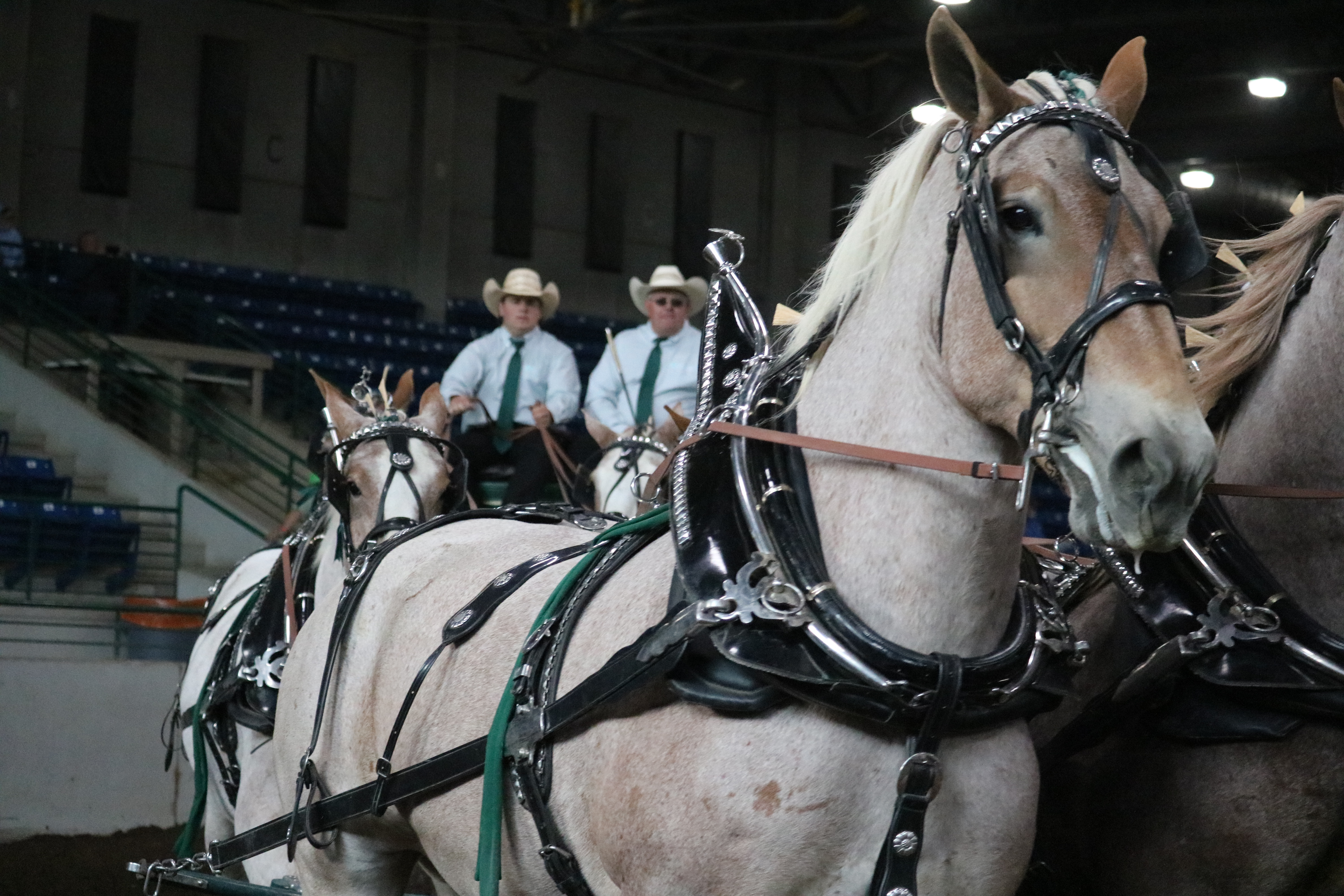 belgian draft horse show