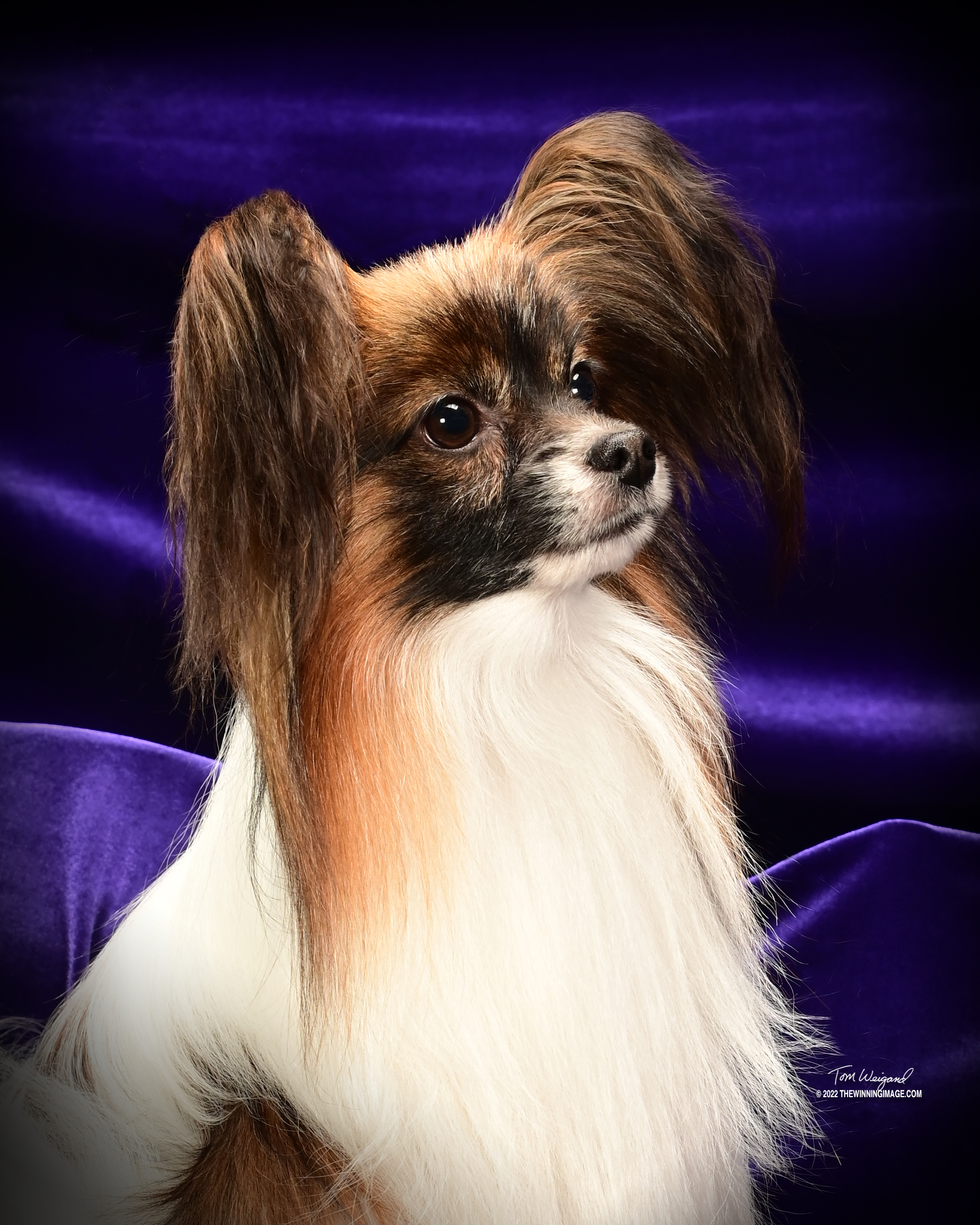 Papillon Puppies For Sale