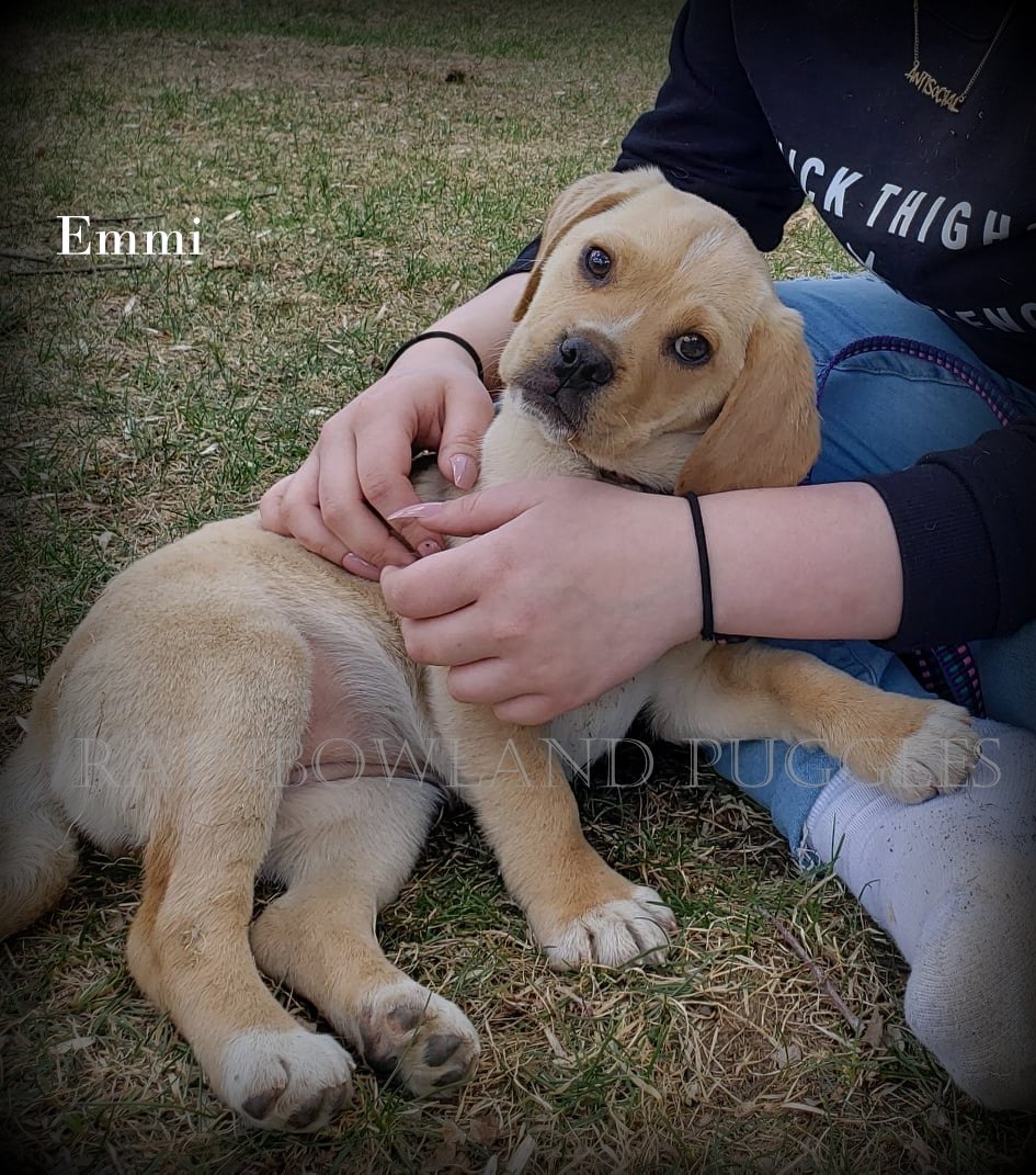 1st generation puggle puppies sales
