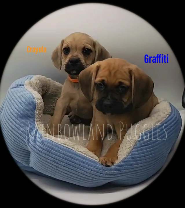 black pocket puggle puppies