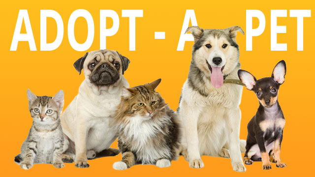 Pet Adoption – CBS New York