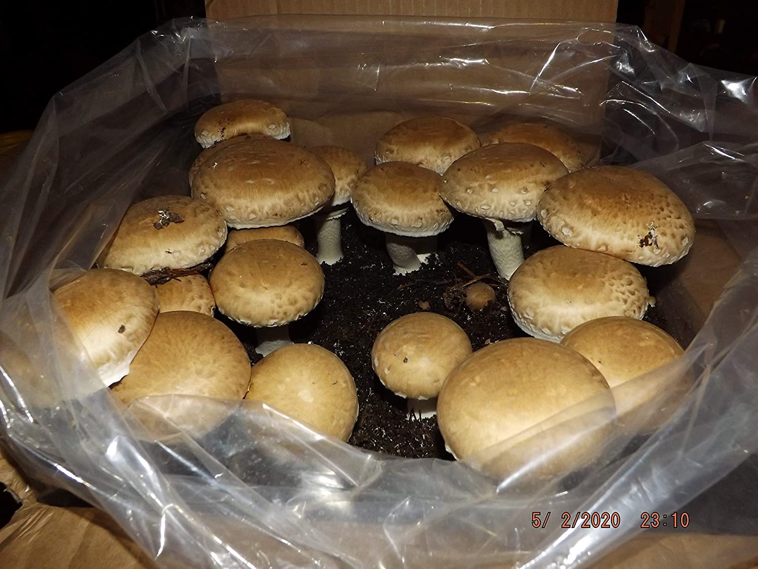 Cluster hamburger bun pan baking Mix manufacture Lots of 7 Pans Bun Size 3  5/8