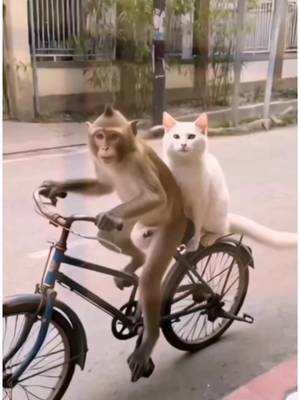 La vidéo d'animaux la plus drôle et insolite ! 😲 Regardez ce singe incroyable conduire un