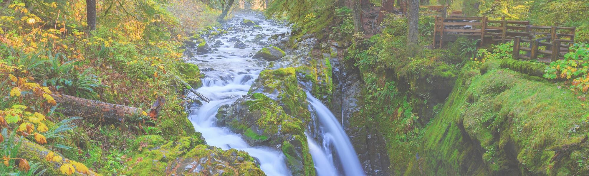 A serene stream flows through a lush forest
