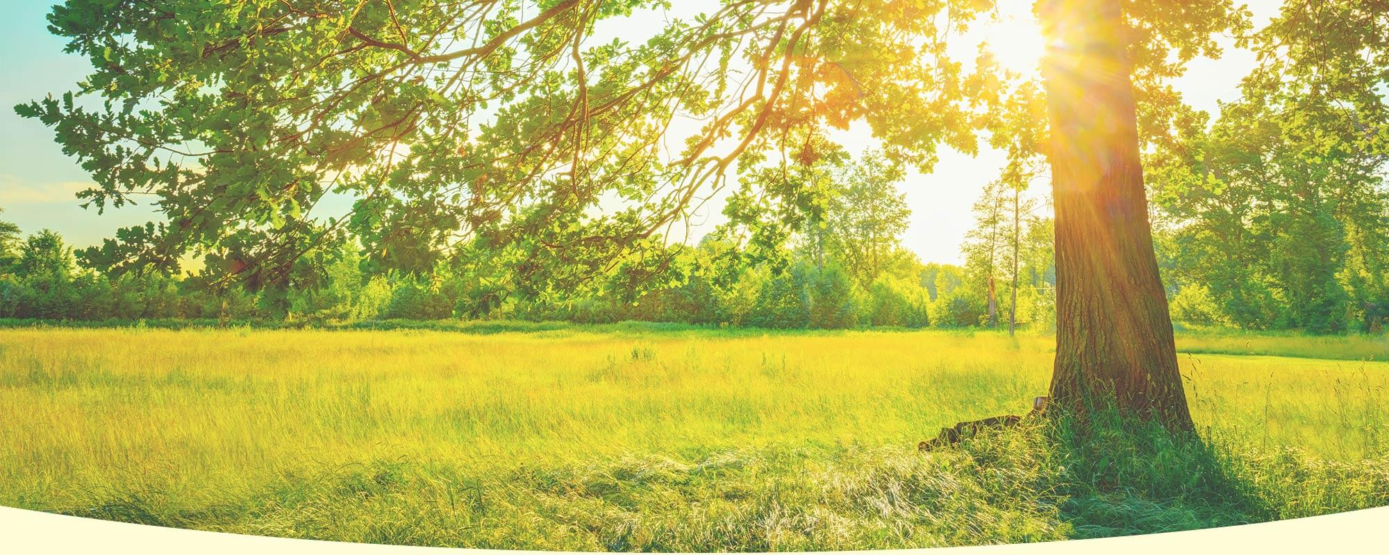 A sunlit meadow features vibrant green grass and a large tree