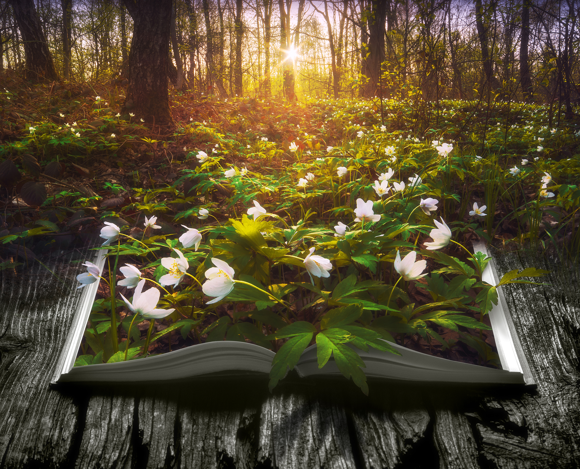 Many spring flowers on the pages of an open magical book