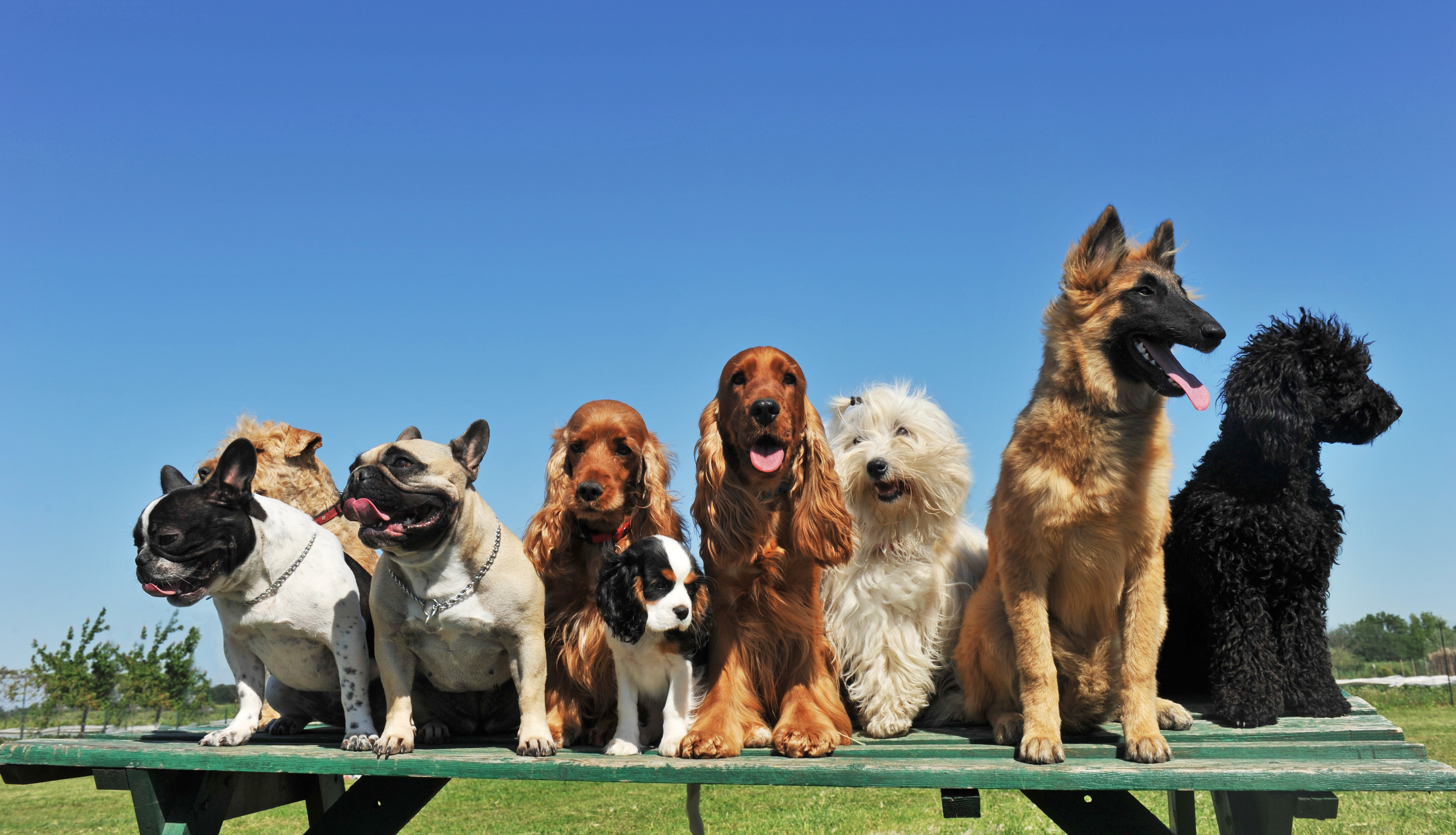 A group of nine dogs of various breeds