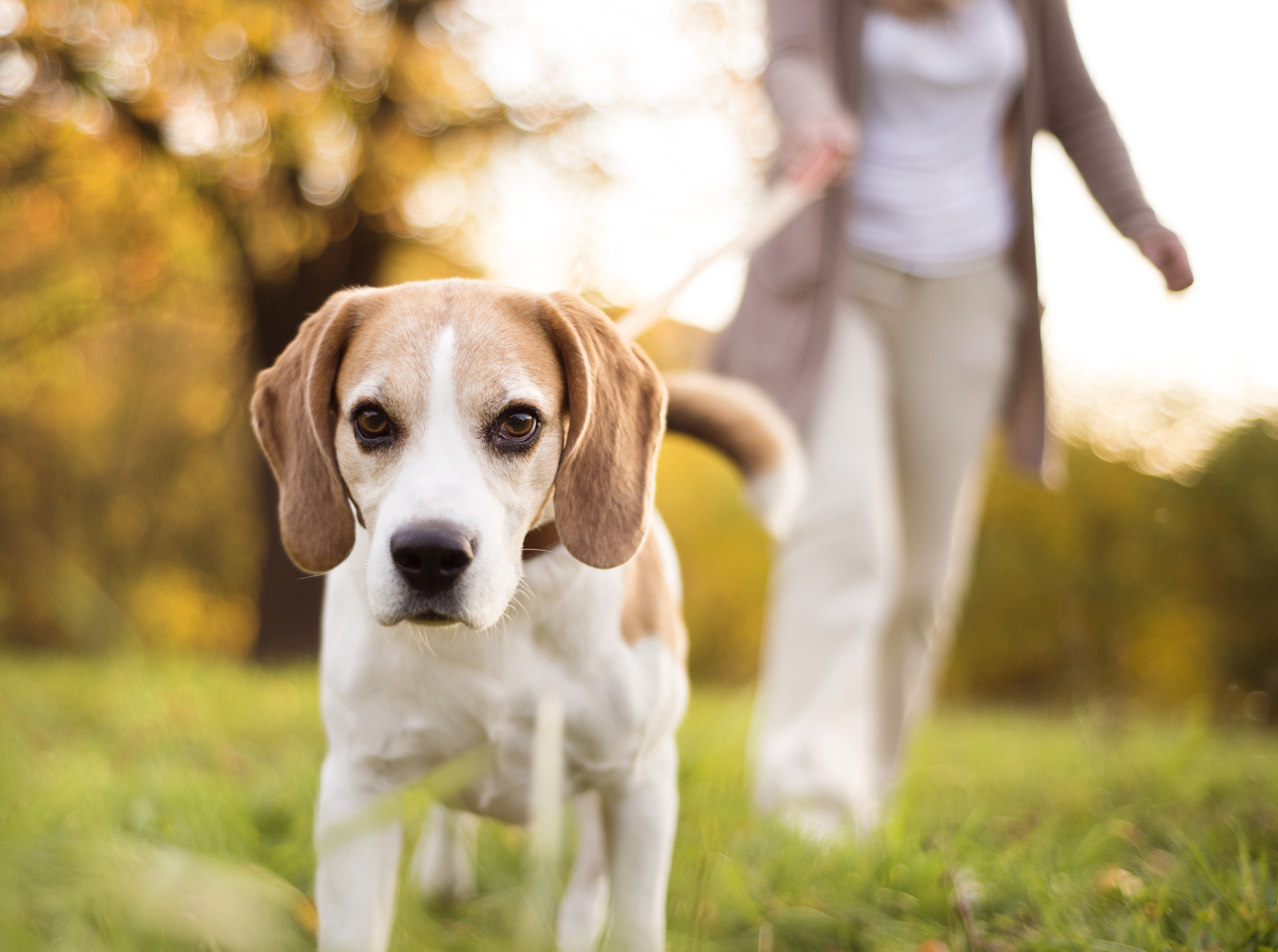 Lady Walking With Dog