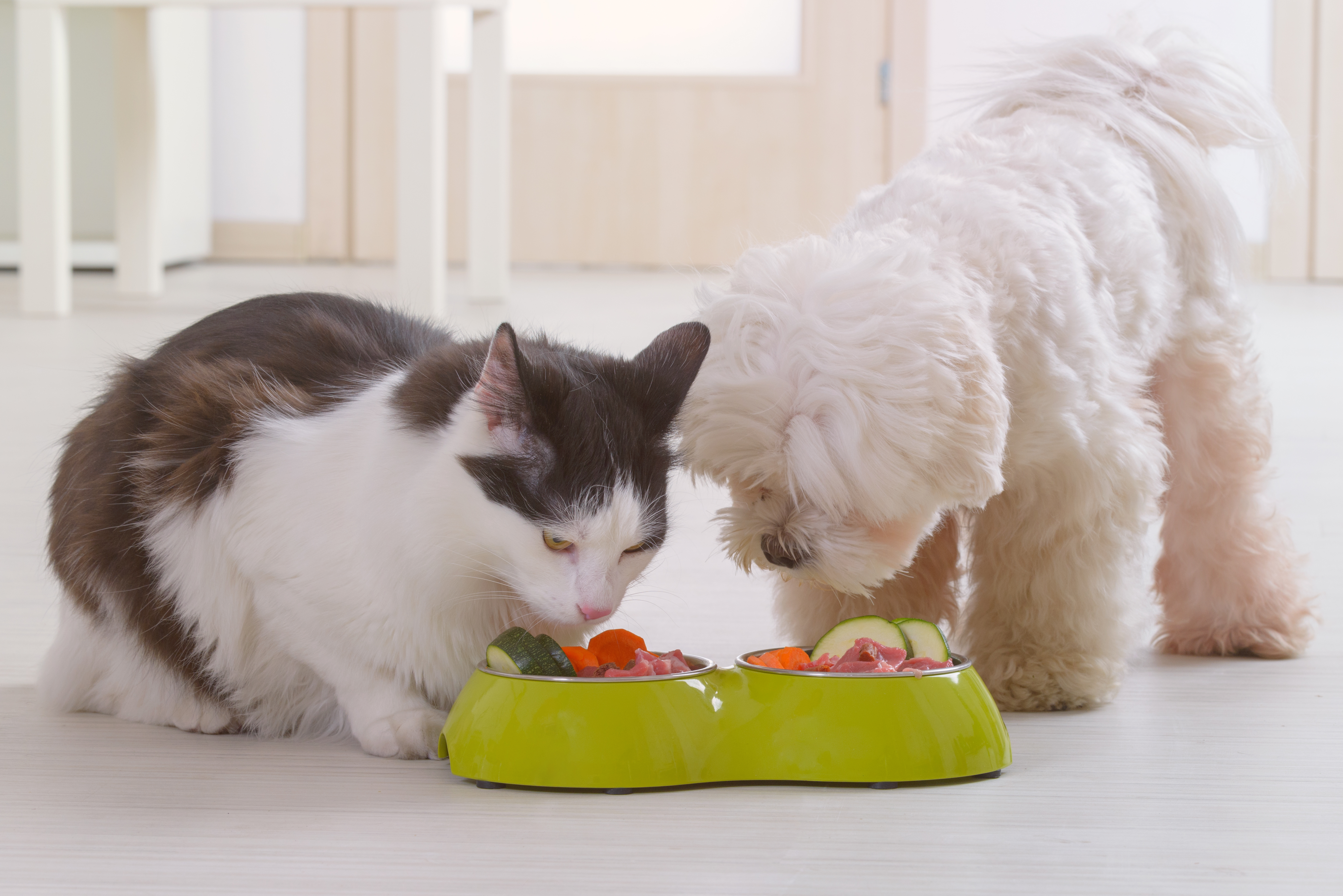 Cat And Dog Eating