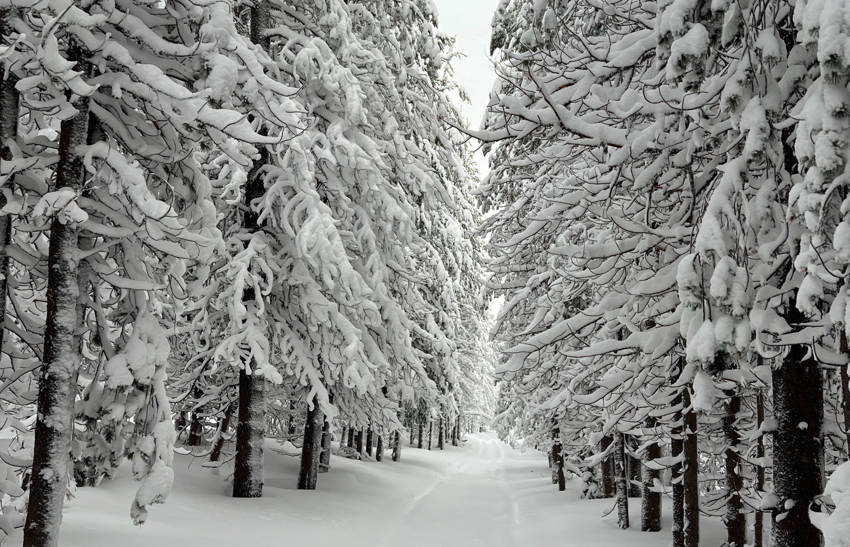 Join us on a snowmobile trip into a winter wonderland around Mt. Bachelor in Bend, Oregon.