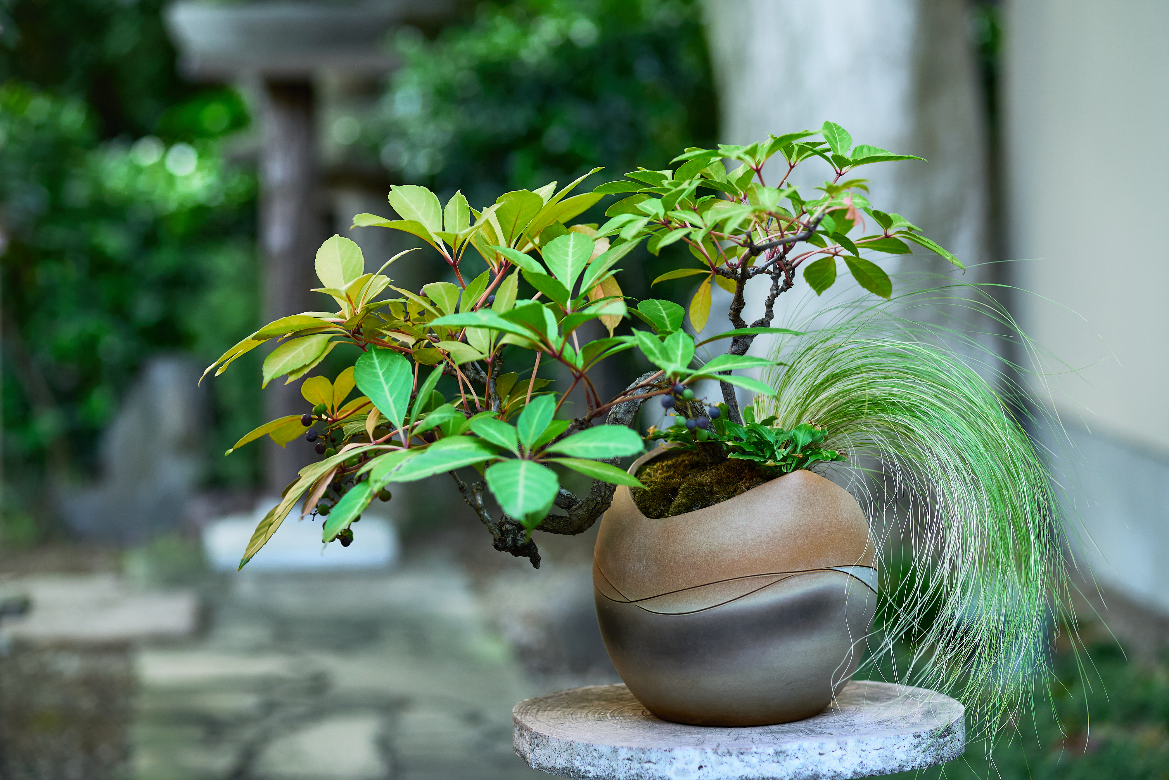 彩花　盆栽鉢　丸 盆栽 清香園 ～盆栽の作り方・育て方は彩花盆栽教室へ
