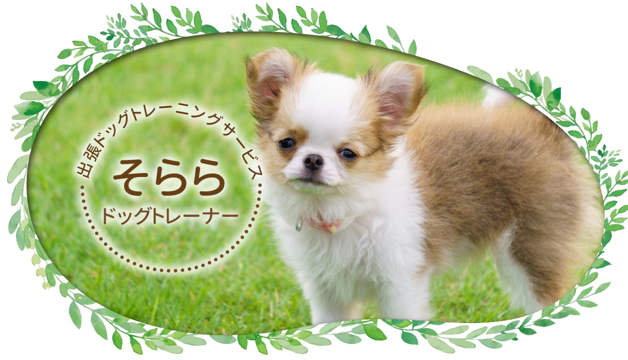 ドッグトレーナーそらら｜愛知県の出張ドッグトレーニングサービス